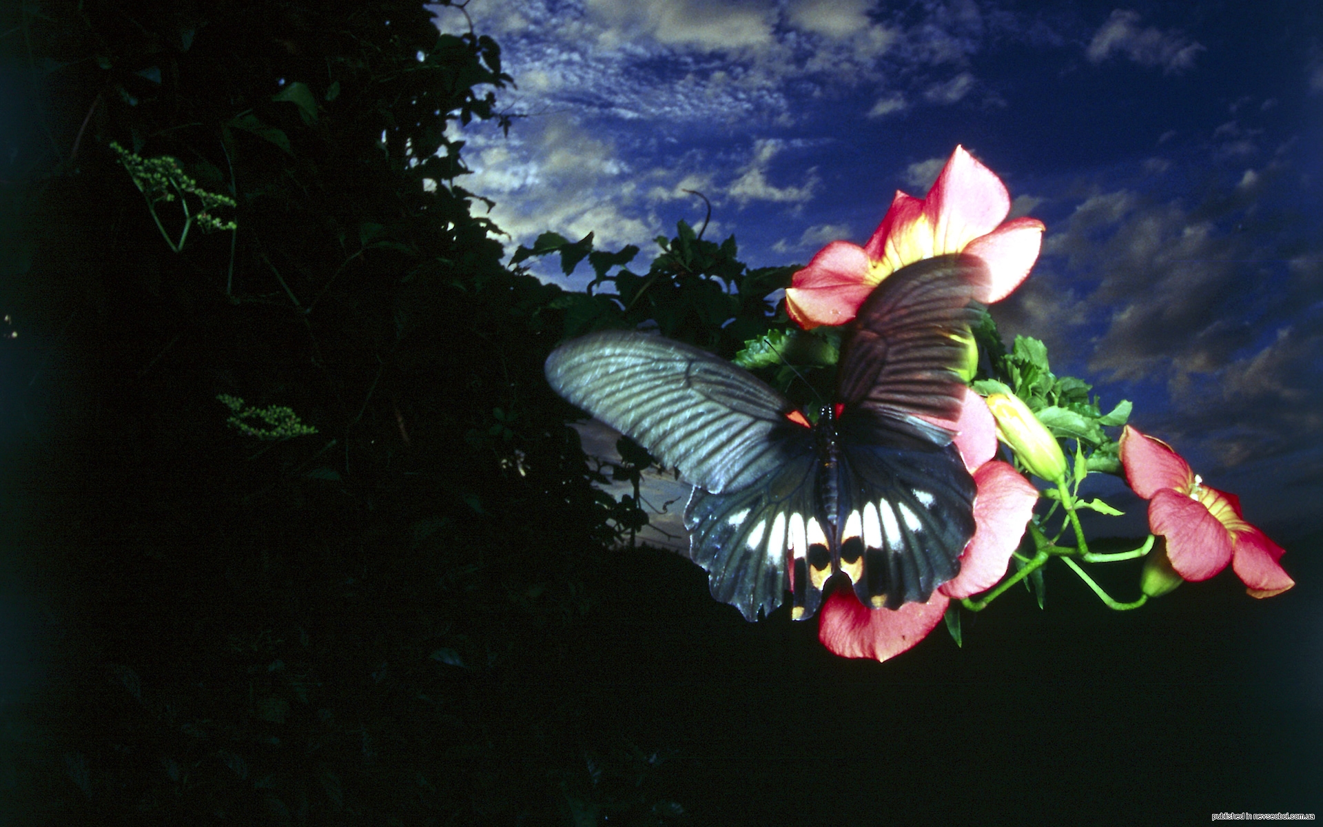 На цветок летит мотылек. Ночная бабочка Баттерфляй цветок. Волшебные бабочки. Бабочки в цветах. Бабочка ночью.