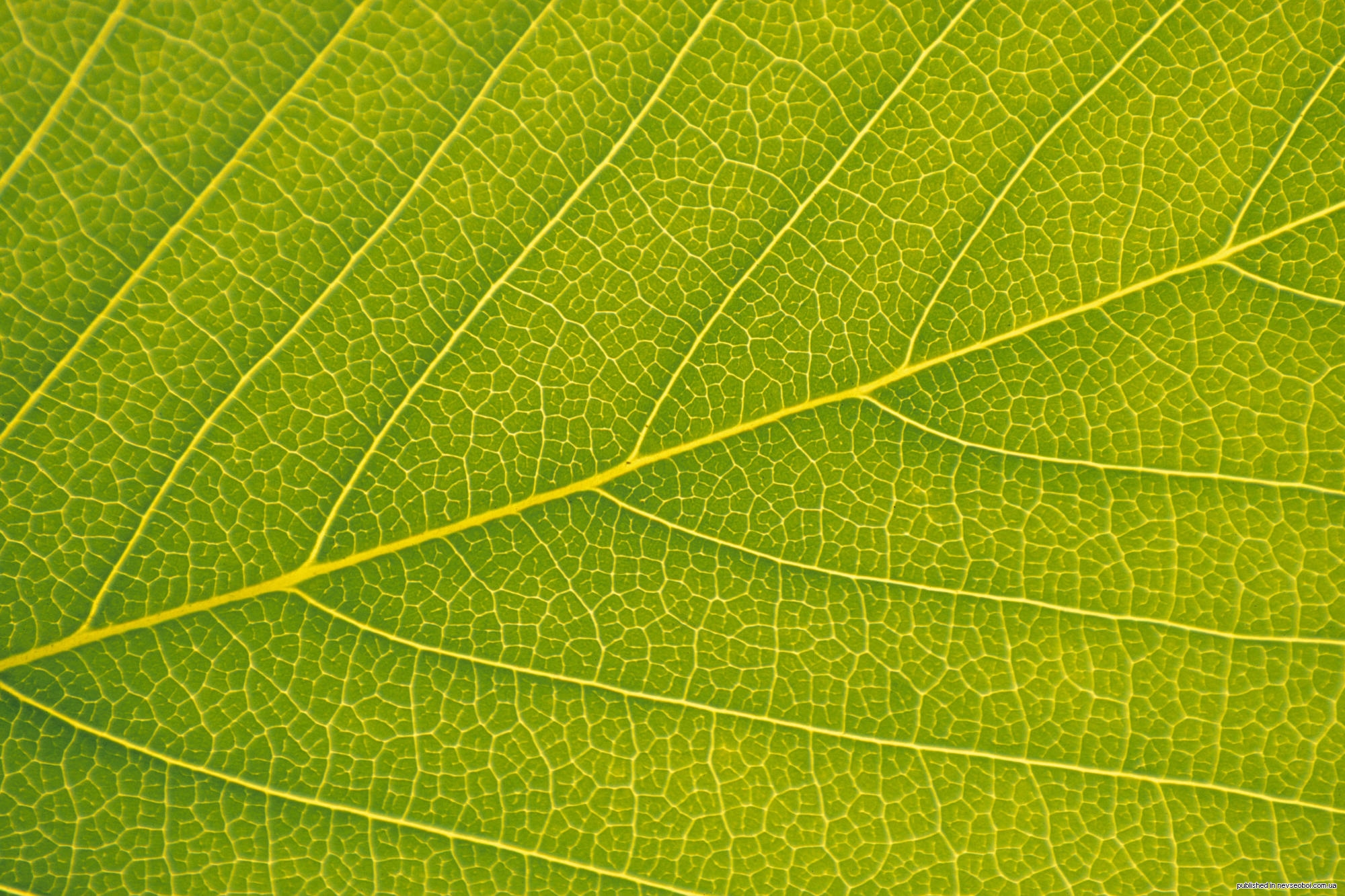 Сток лист. Прожилки листа. Зеленый лист текстура. Лист с прожилками макро. Текстура листвы.