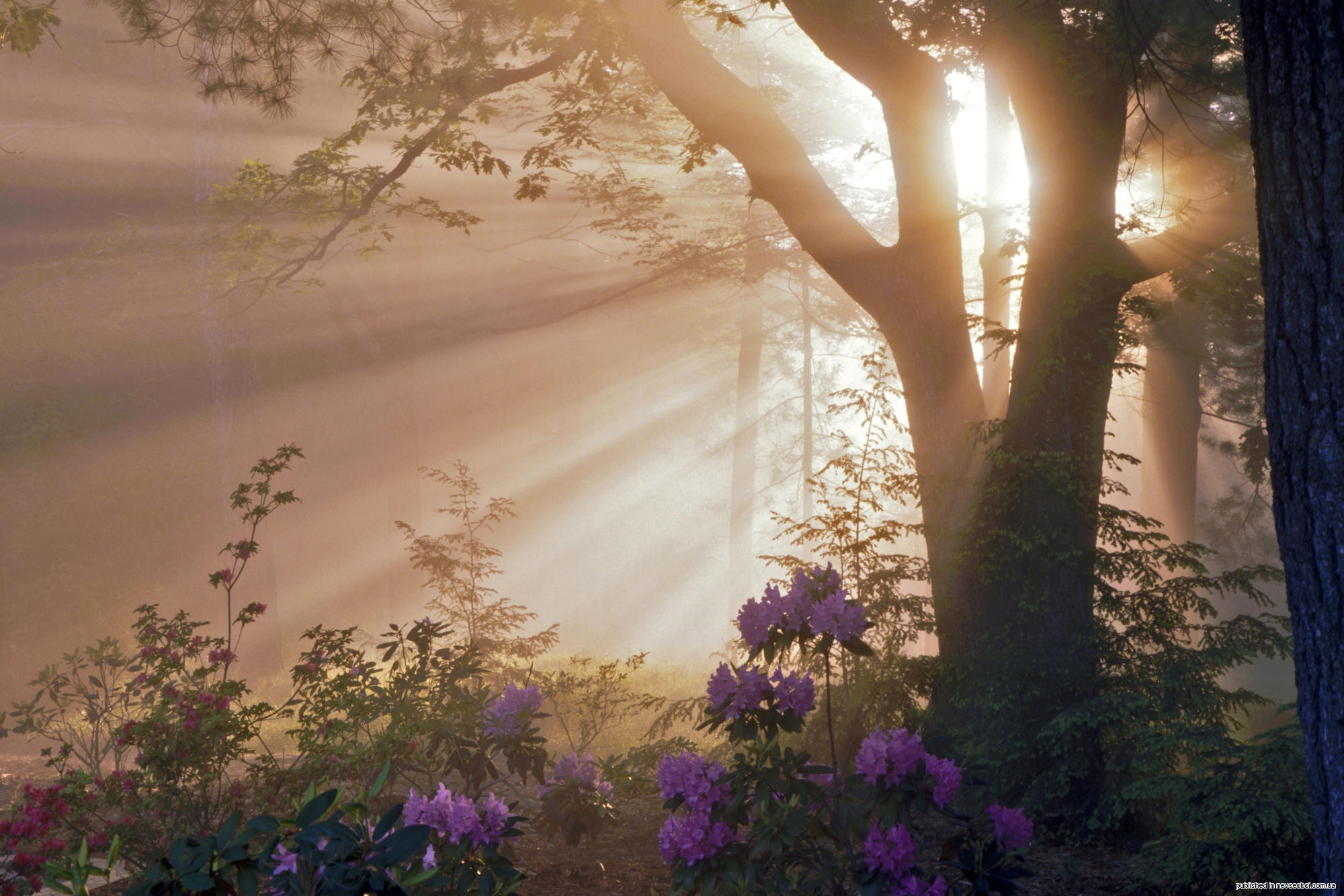 Песня утро в лесу. Утро Эдварда Грига. Пер Гюнт утро.