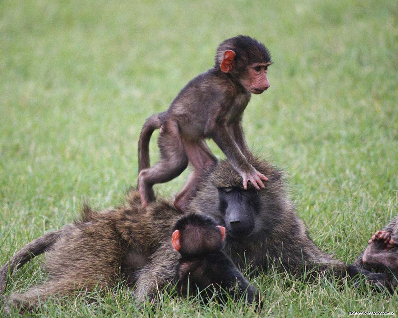 Годы жизни обезьяны. Детеныш обезьяны. Детеныш шимпанзе. Обезьянf c ltntysijv. Детеныш мартышки.