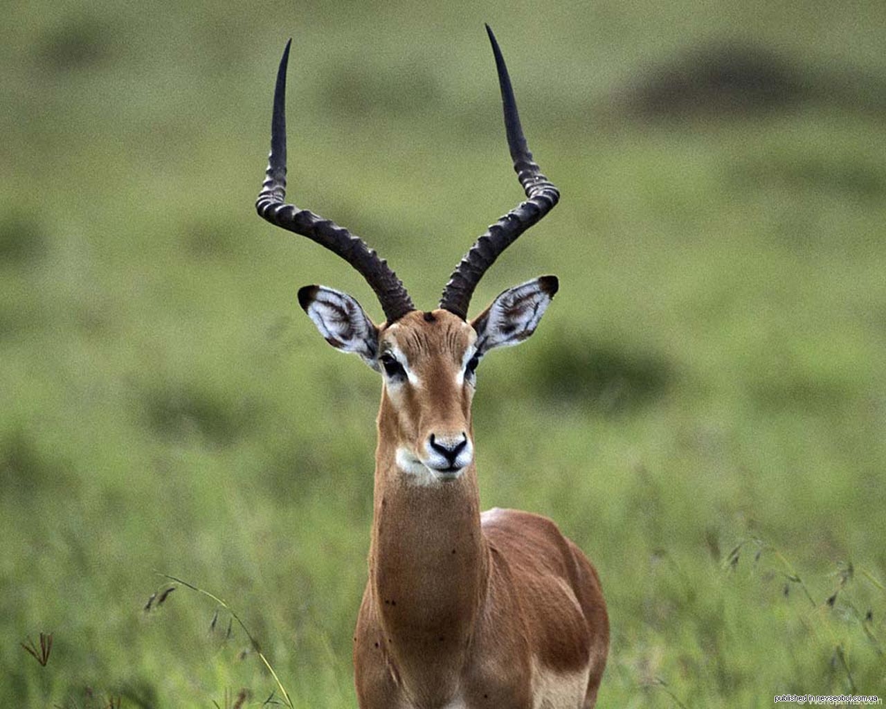 Картинки рогаты. Газель антилопа. Длиннорогие антилопы. Сайгаки, газели и антилопы. Полорогие антилопы Африки.