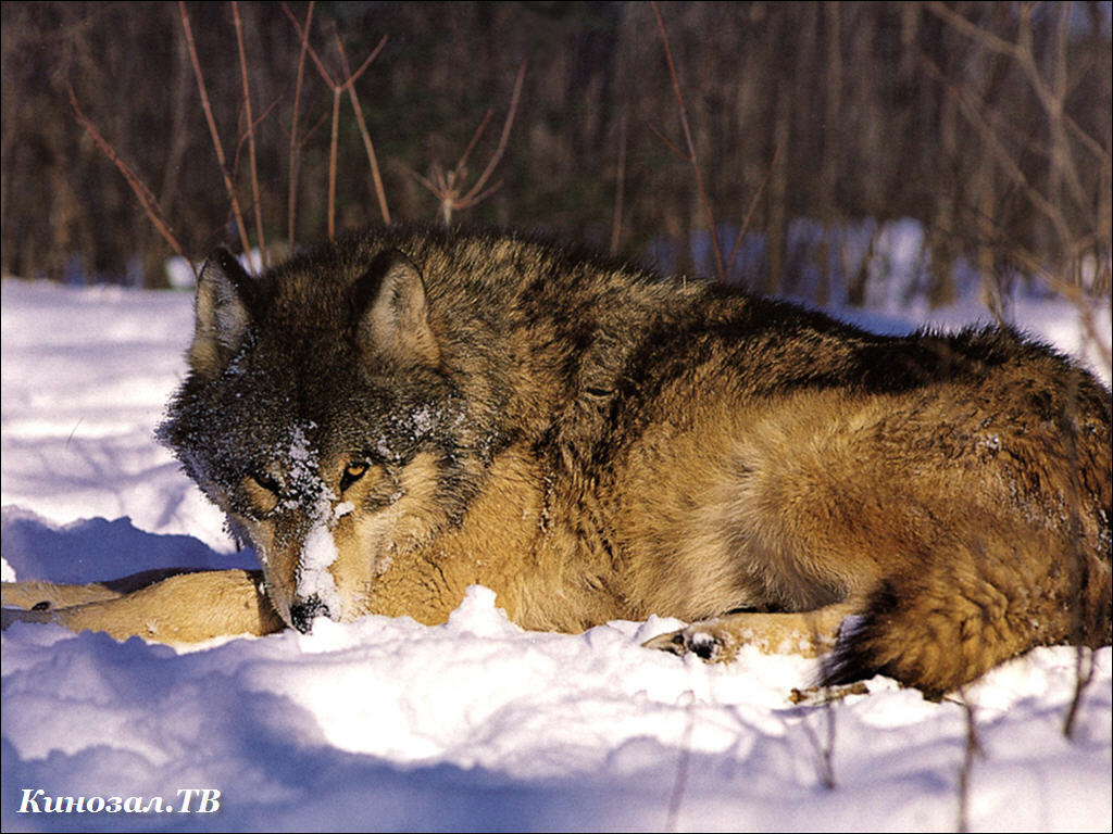 Рыси лисы волки. Животные зимой в лесу. Дикие звери зимой. Дикие животные в лесу зимой. Звери в зимнем лесу.