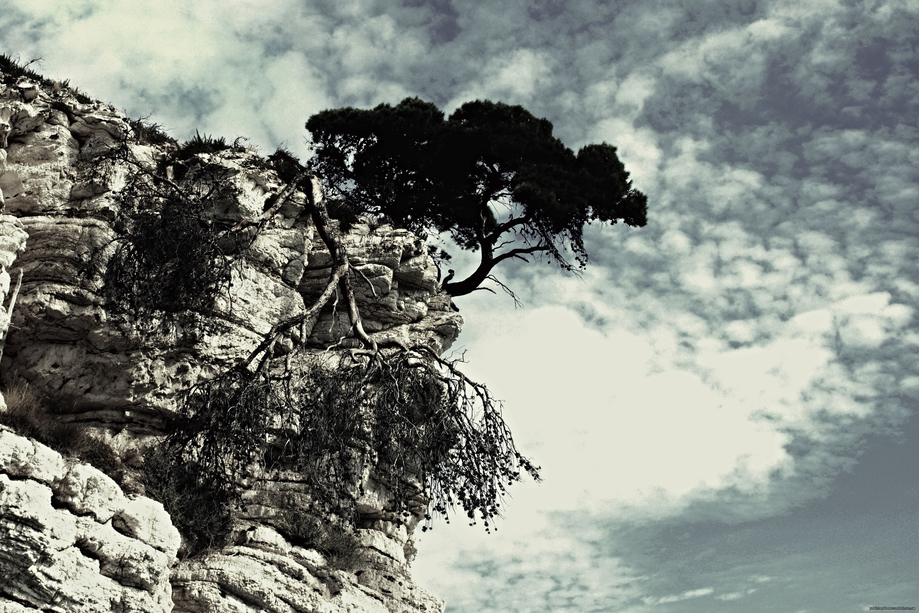 Rock tree. Дерево на отвесных скалах. Дерево на Утесе. Сосна на обрыве. Дерево на обрыве скалы.