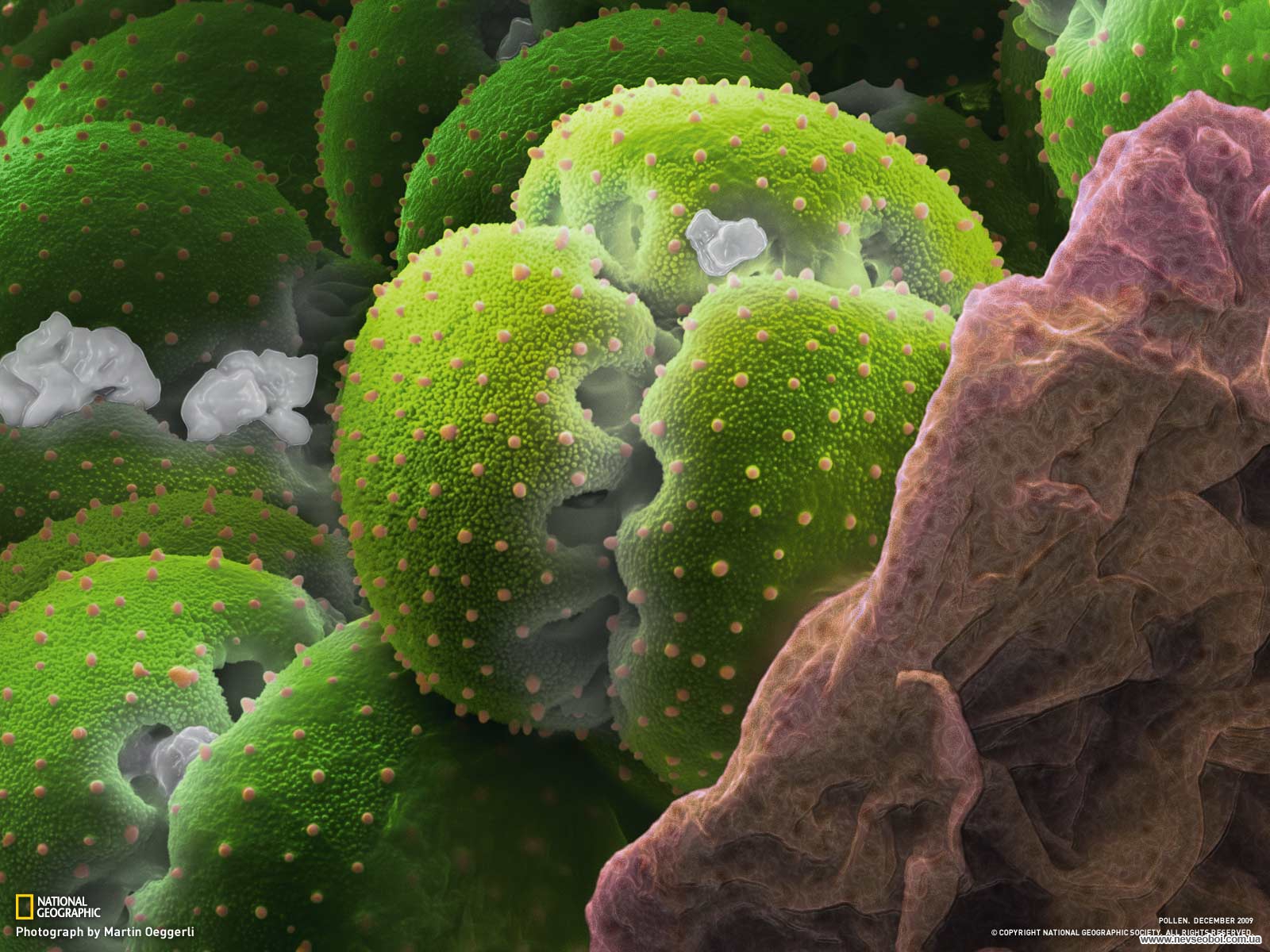 Пыльца и споры. Пыльца цветковых растений под микроскопом. Пыльца микрофотографии. Пыльца цветка под микроскопом. Пыльца растений микроскоп.