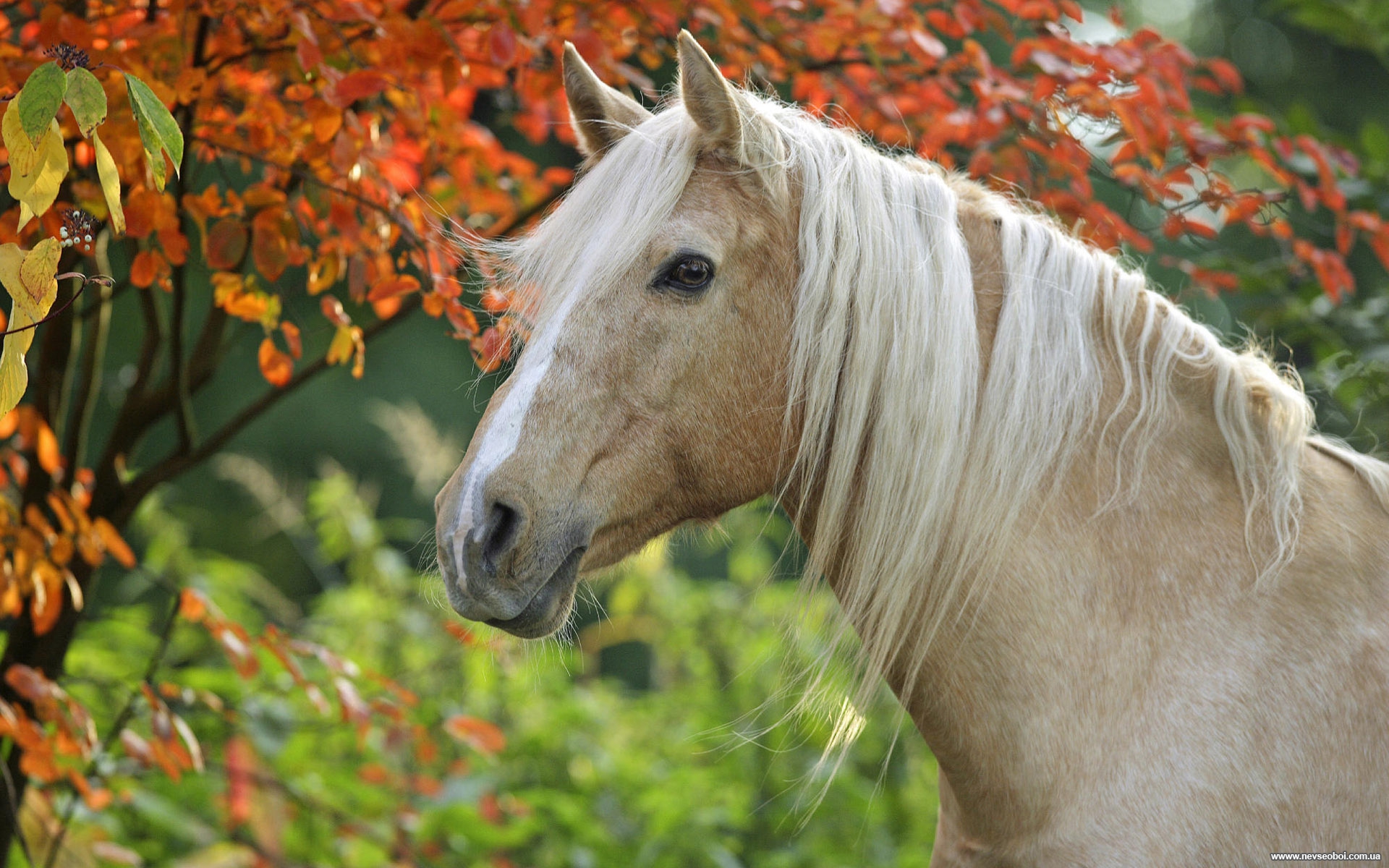 Бесплатны картинки лошади. Красивые лошади. Очень красивые лошади. Обои лошади. Картинки лошадей.