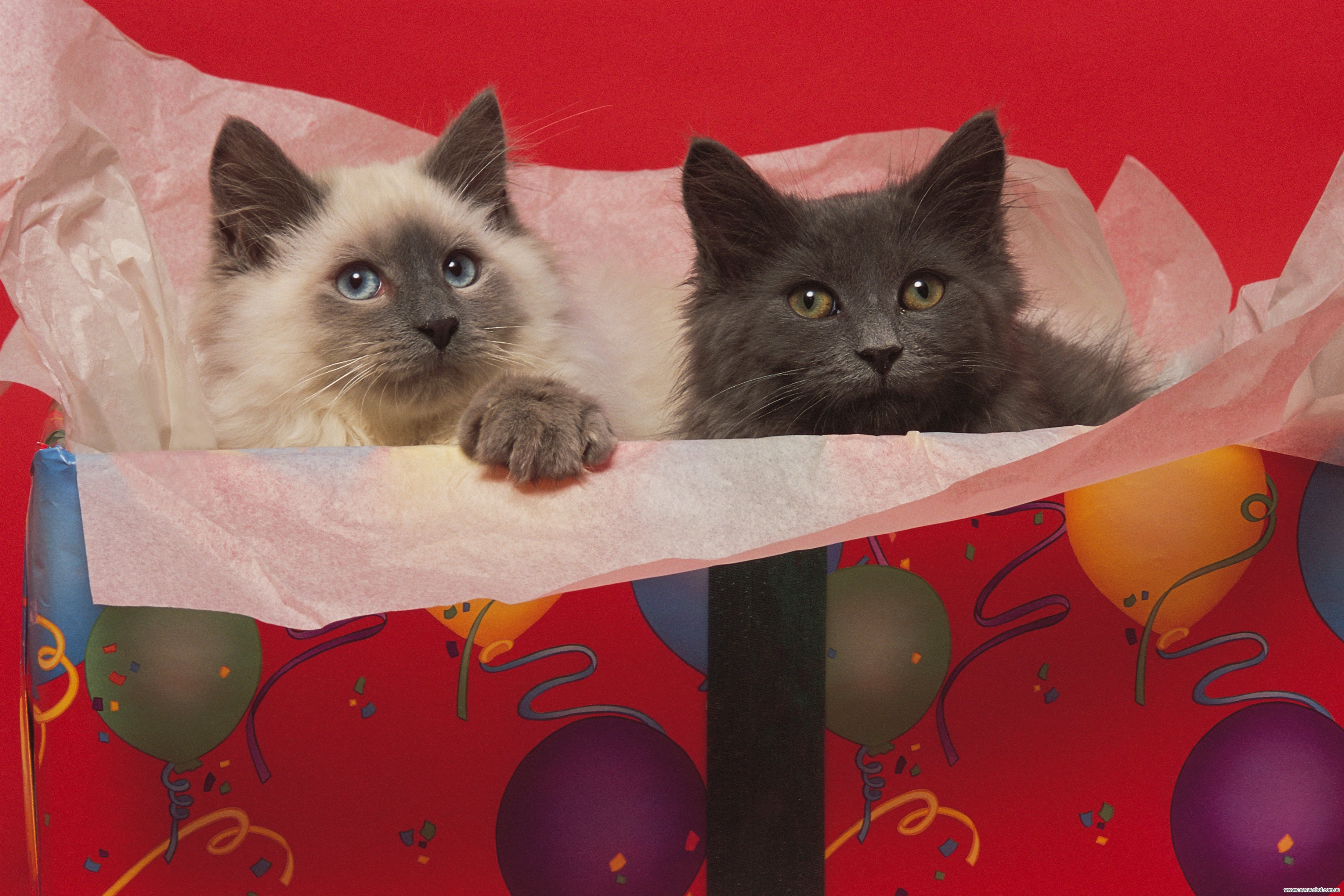 Брачный зов кошки. Картинки коты с журналом. Фотография кота Кэт Непа. Картина Королевские коты и кошки. Друзья навеки смешное фото.