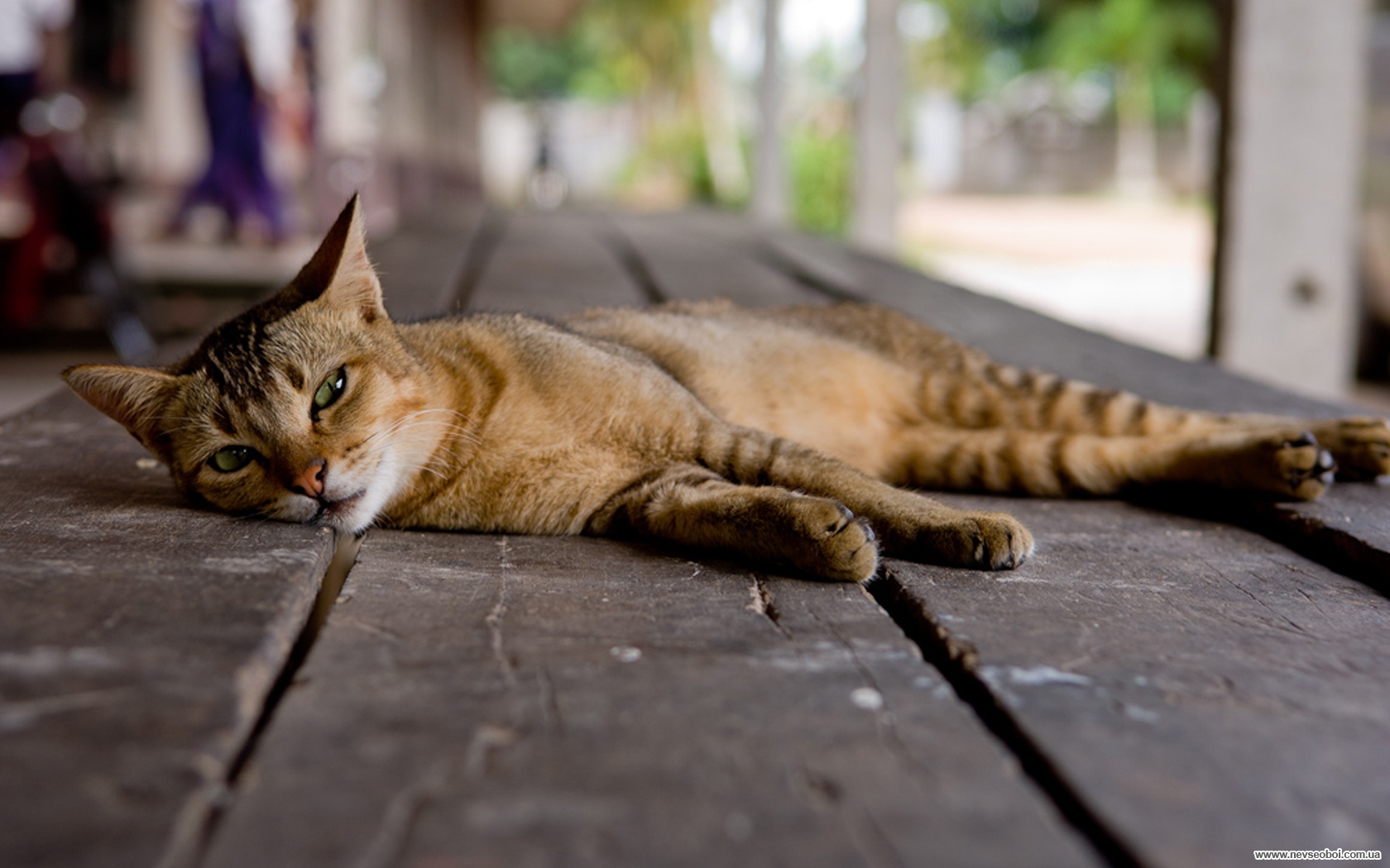 Кот лежит. Кошка лежит. Лежачая кошка. Кошка валяется. Лежачие коты.