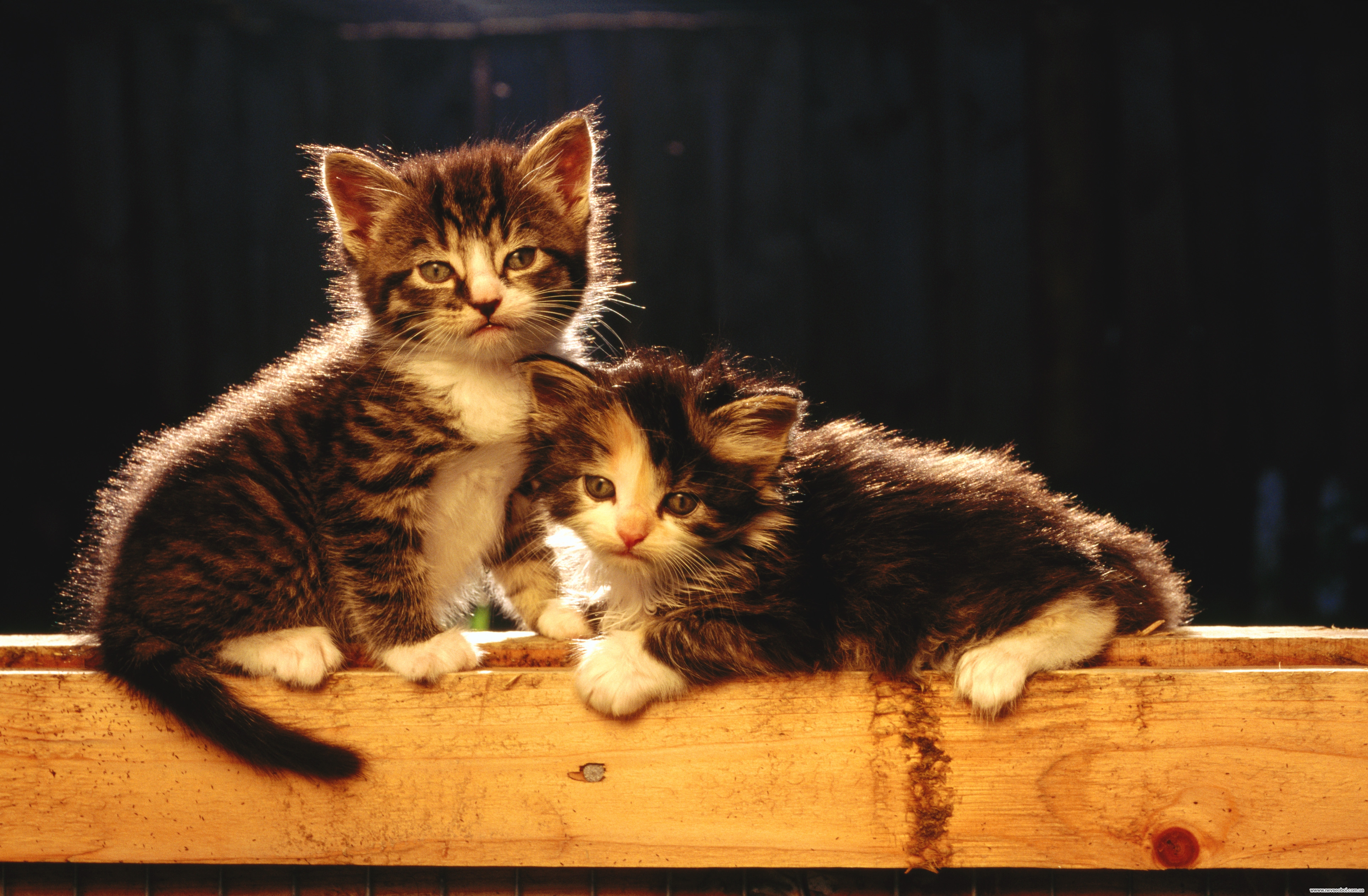 Кошечка с котятами. Кошка с котятами. Котята фото. Два котенка. Милые кошки.