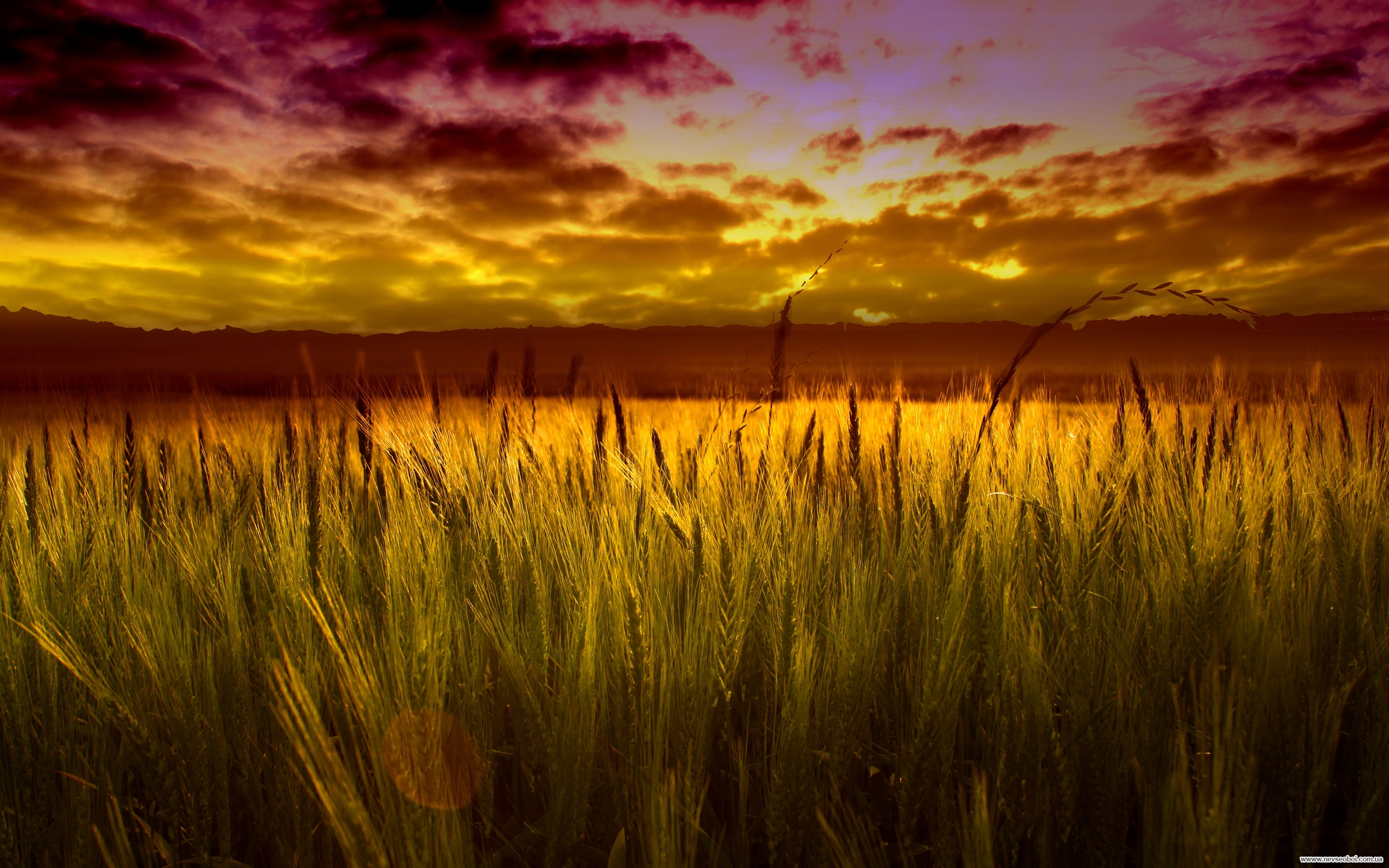 Пшеничное солнце. Красивое поле. Поле пшеницы. Пшеница на закате. Природа закат.