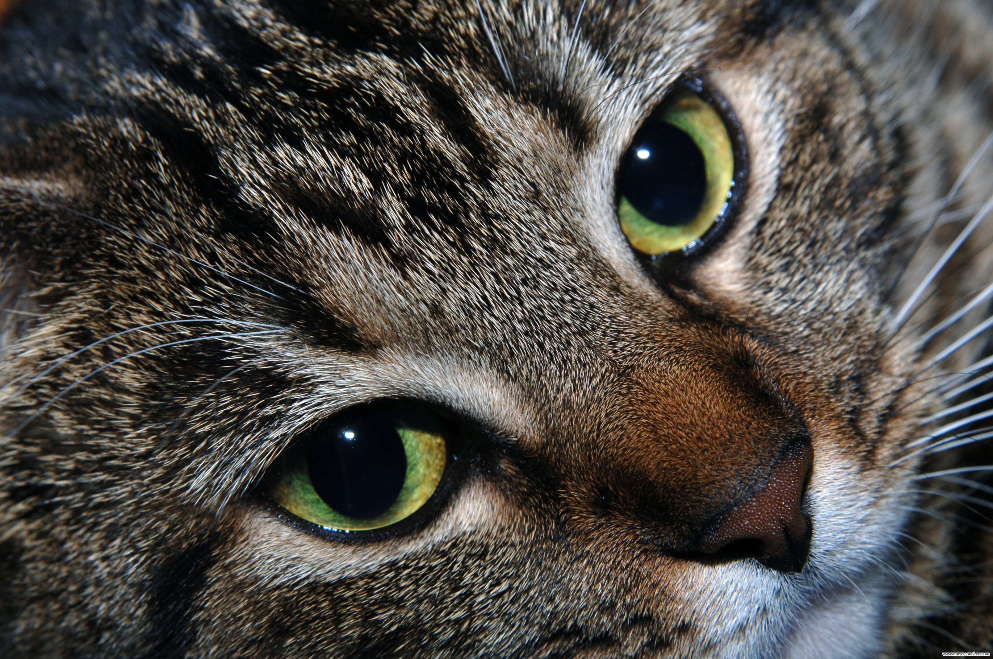 Кошачий. Глаза кошки. Кошка с зелеными глазами. Кошачий глаз. Кошачий глаз зеленый.
