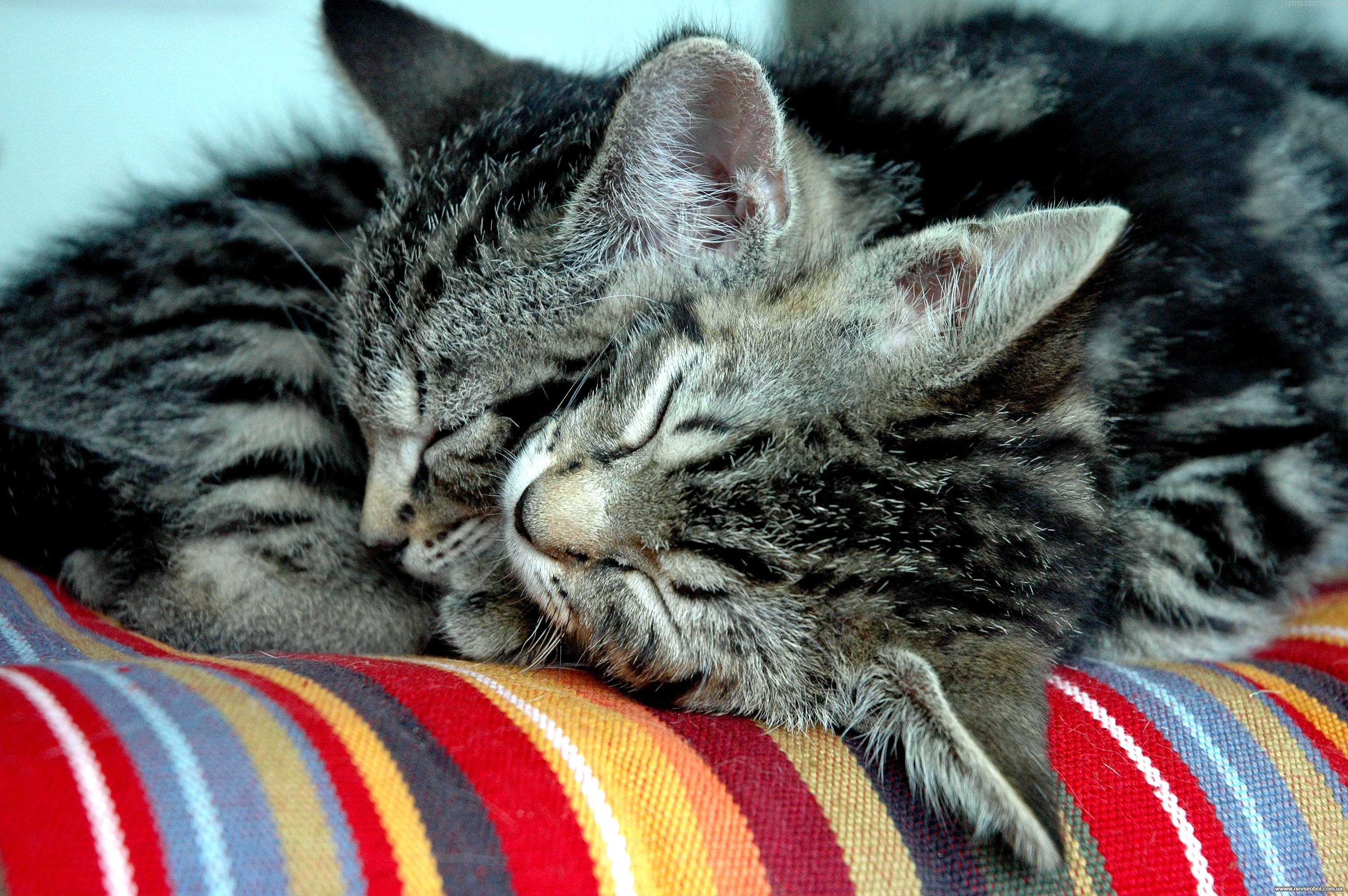 Кошки спят вместе. Котики обнимаются. Котики спят в обнимку. Влюбленные котики.