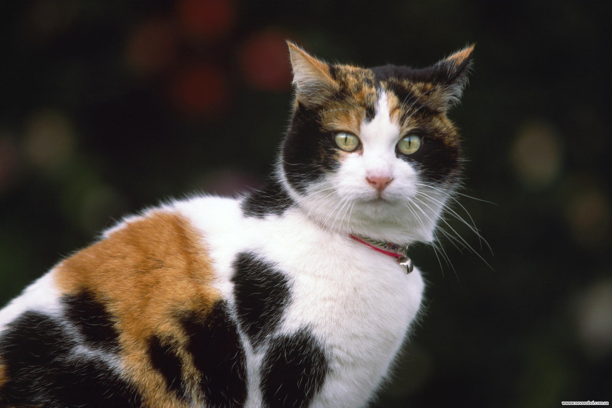 Бывают ли трехцветные кошки. Сибирская кошка трехцветная короткошерстная. Европейская короткошерстная кошка трехцветная. Американская короткошерстная кошка трехцветная. Порода Калико.