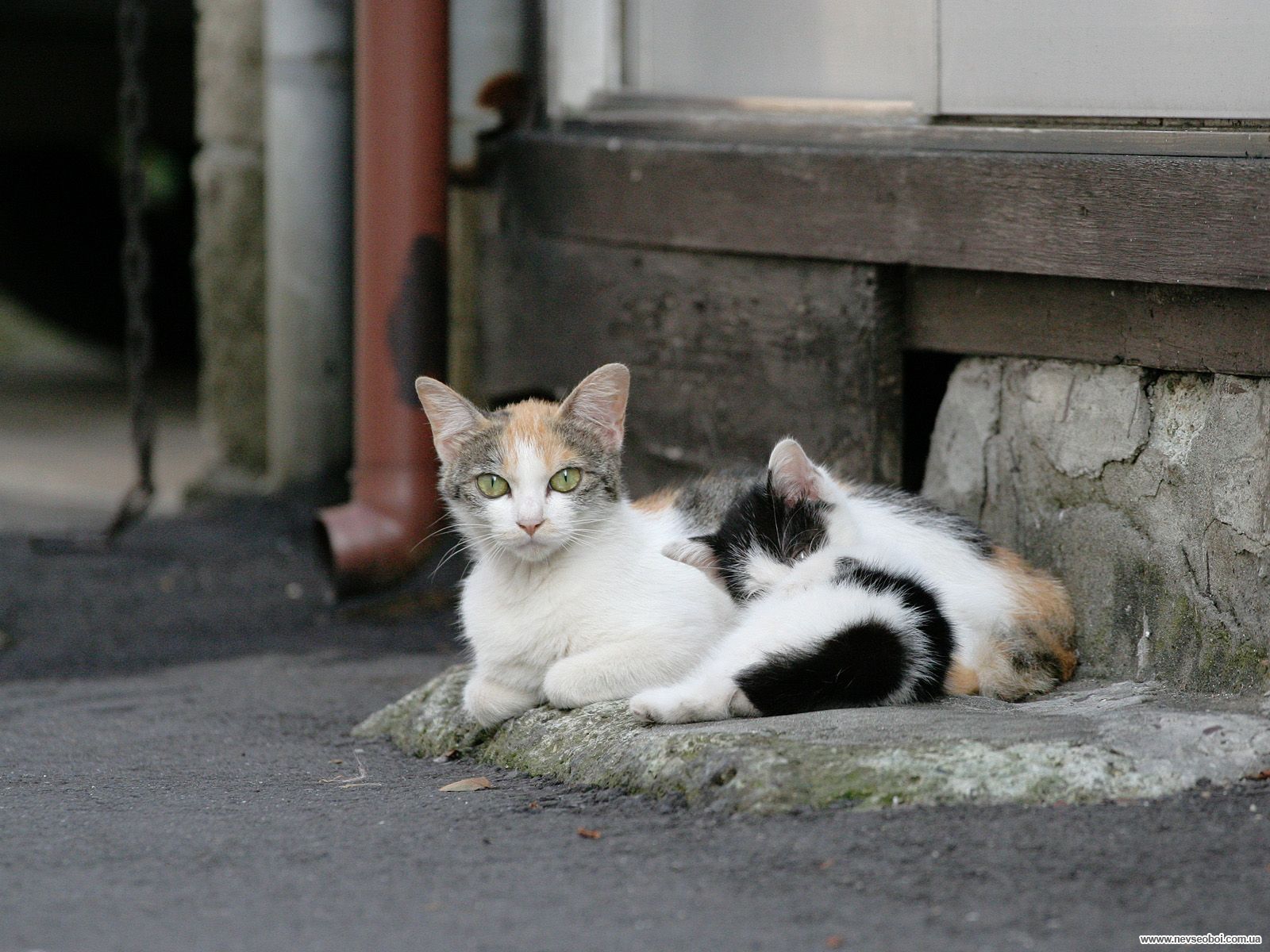 Кошка беспородная голодная. Бездомные кошки. Уличная кошка. Бездомные животные коты. Бродячие кошки.