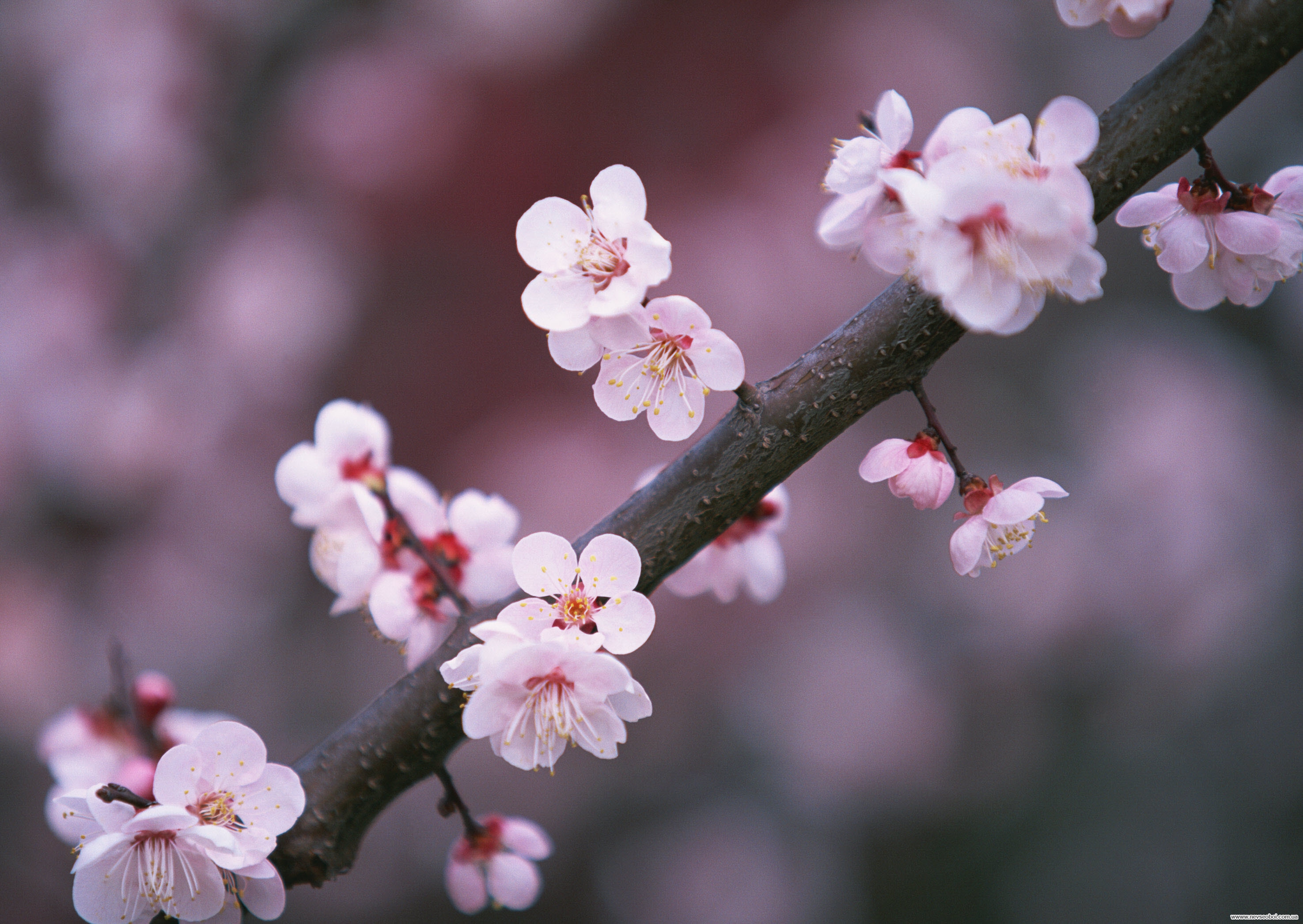 Sakura blossom. Сакура вишня. Вишня черри блоссом. Черри блоссом цветок. Сакура черри блоссом.