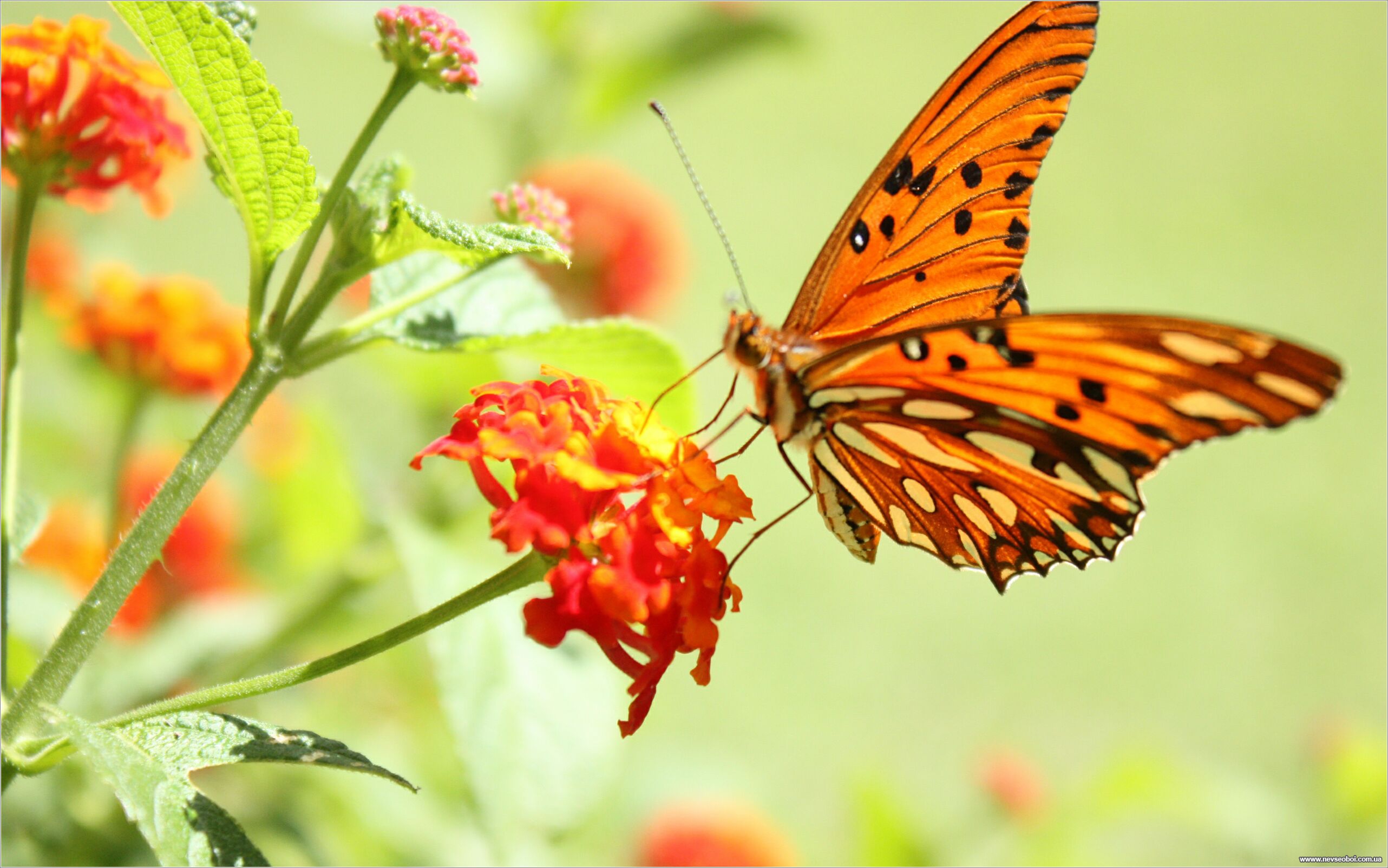 Обои на стол бабочки. Бабочки в цветах. Бабочка на цветке. Бабочки в природе. Лето бабочки.