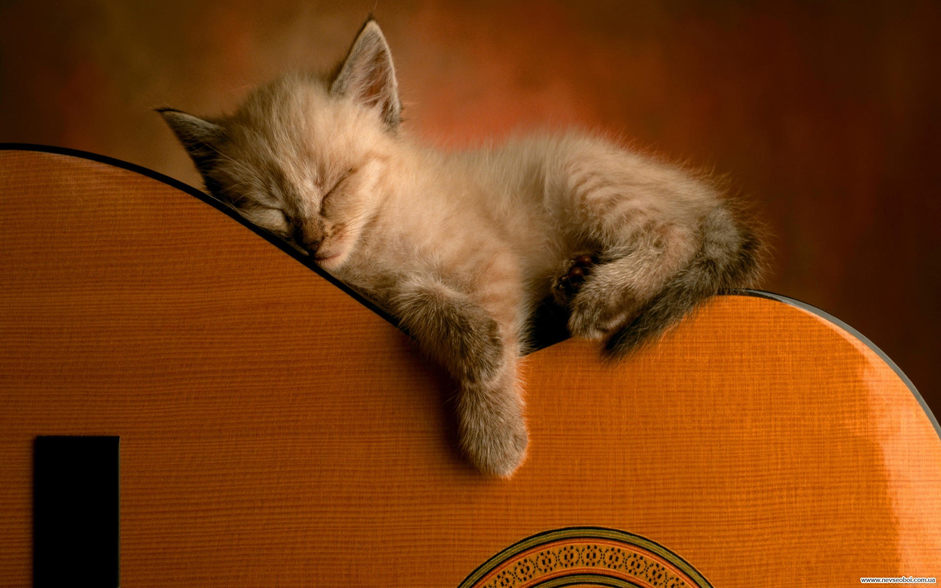Спокойно з. Кот с гитарой. Животные с гитарой. Музыкальные коты. Котенок с электрогитарой.