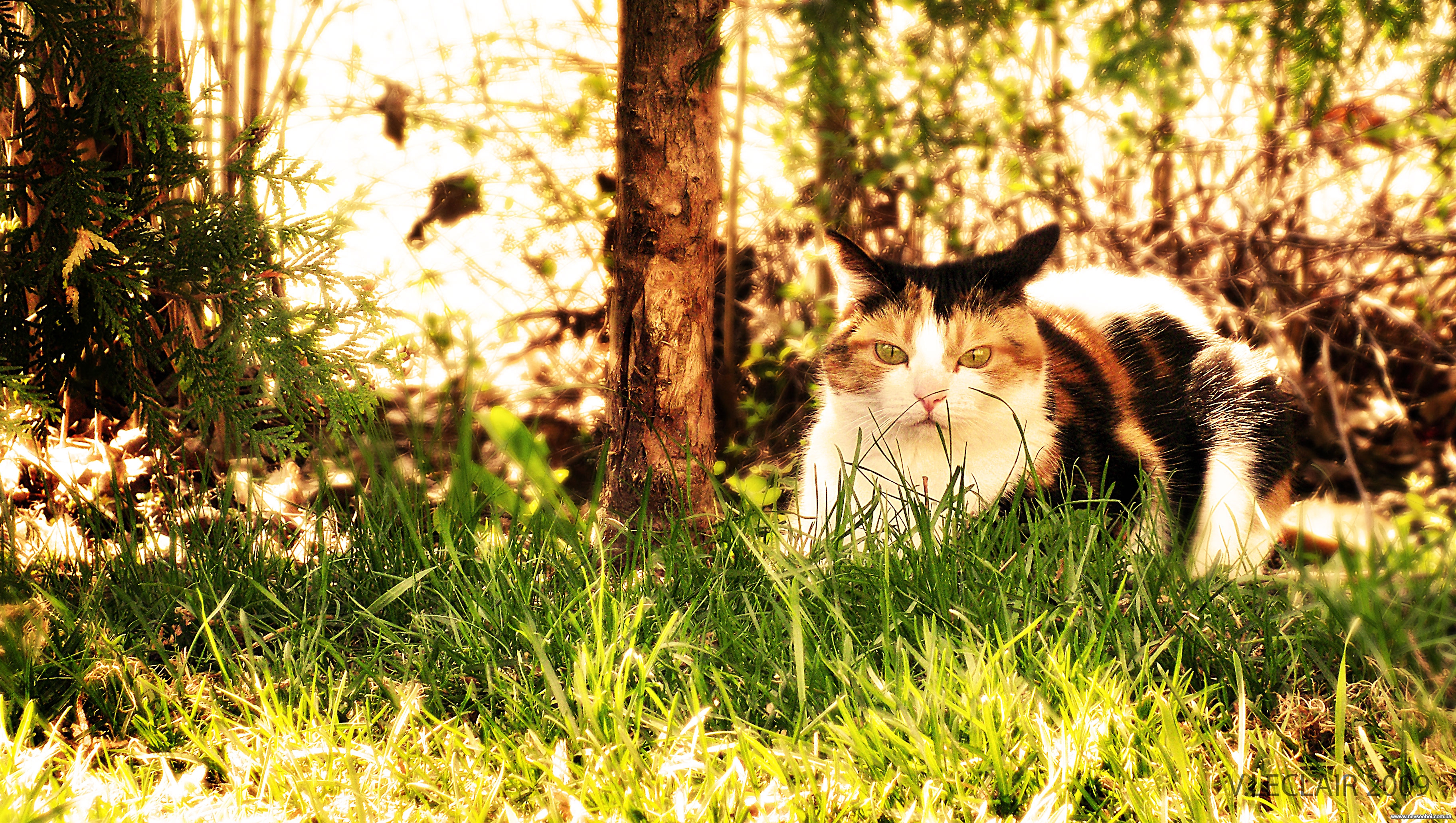 Весенняя лень. Трёхцветная кошка. Кошка на природе. Коты в лесу. Пестрая кошка.