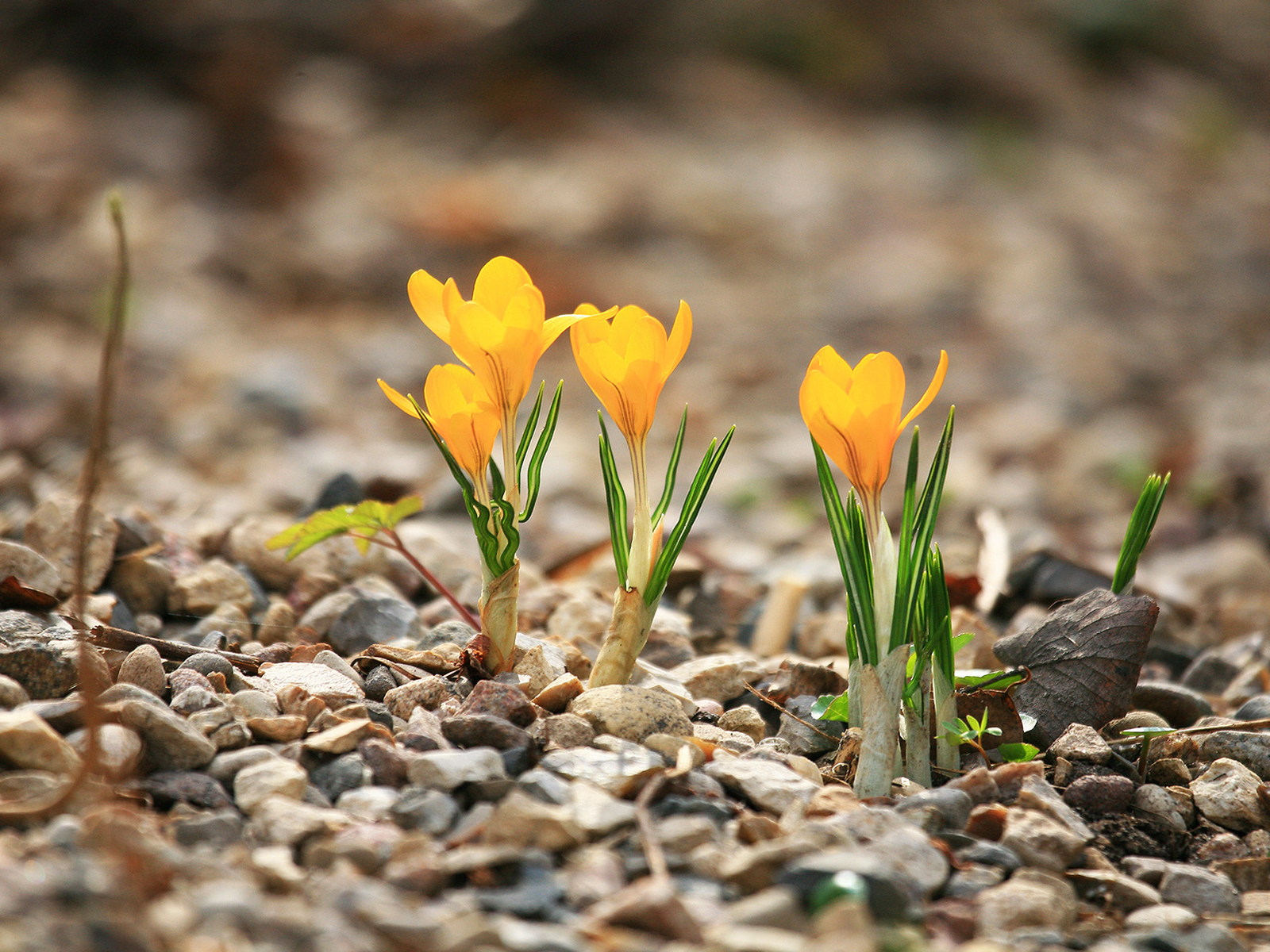 Весенние цветы в природе. Желтые первоцветы крокусы. Бойчечак Гули. Первоцветы (подснежники, крокусы, гиацинты).. Весенние цветы первоцветы Крокус.