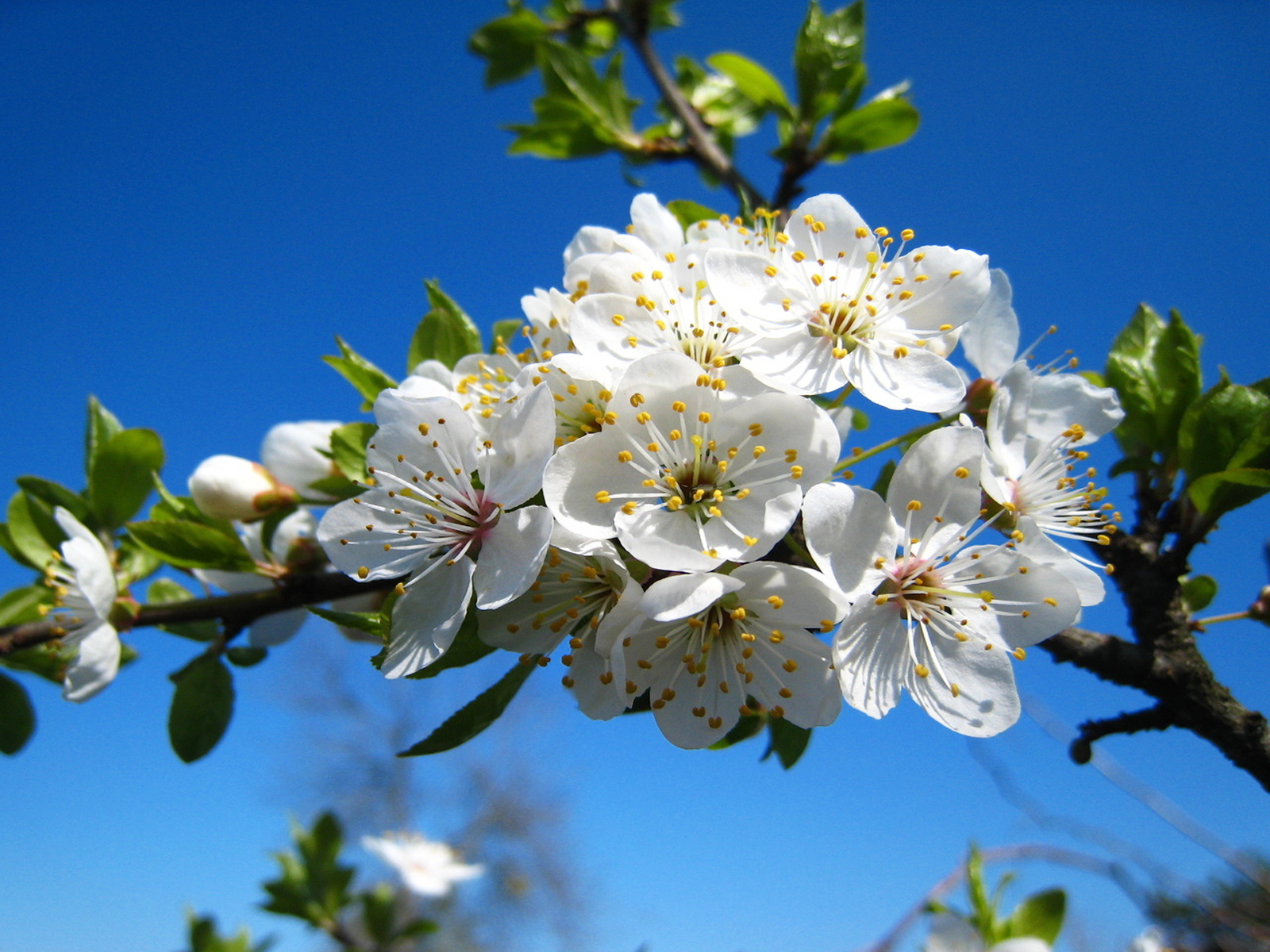 Закачать май. Яблоня Сибирская цветение. Антоновская яблоня цветет. Цветущая яблоня и вишня.