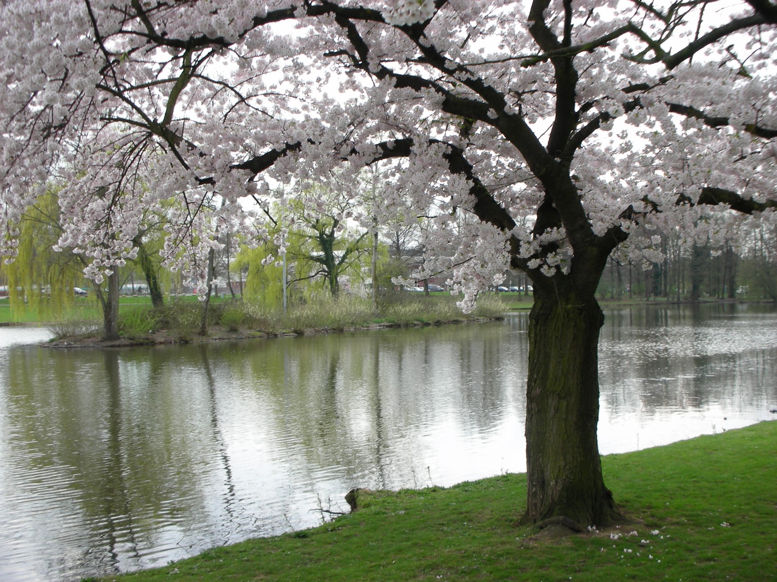 Vesna. Весна природа. Красота весны. Апрель природа. Цветущее дерево у реки.