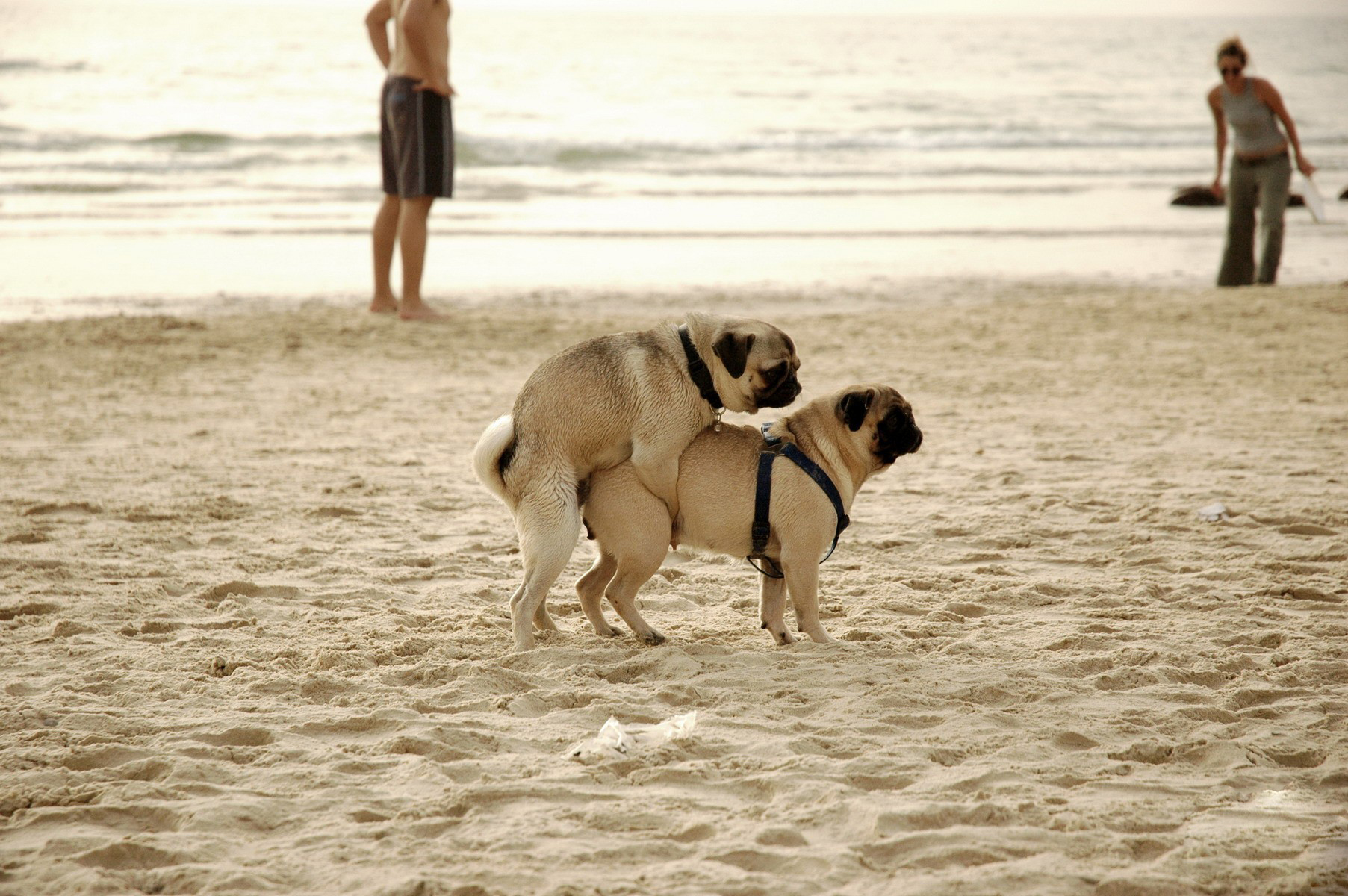 She like animals. Собаки занимаются. Собака на пляже. Собаки занимаются любовью.