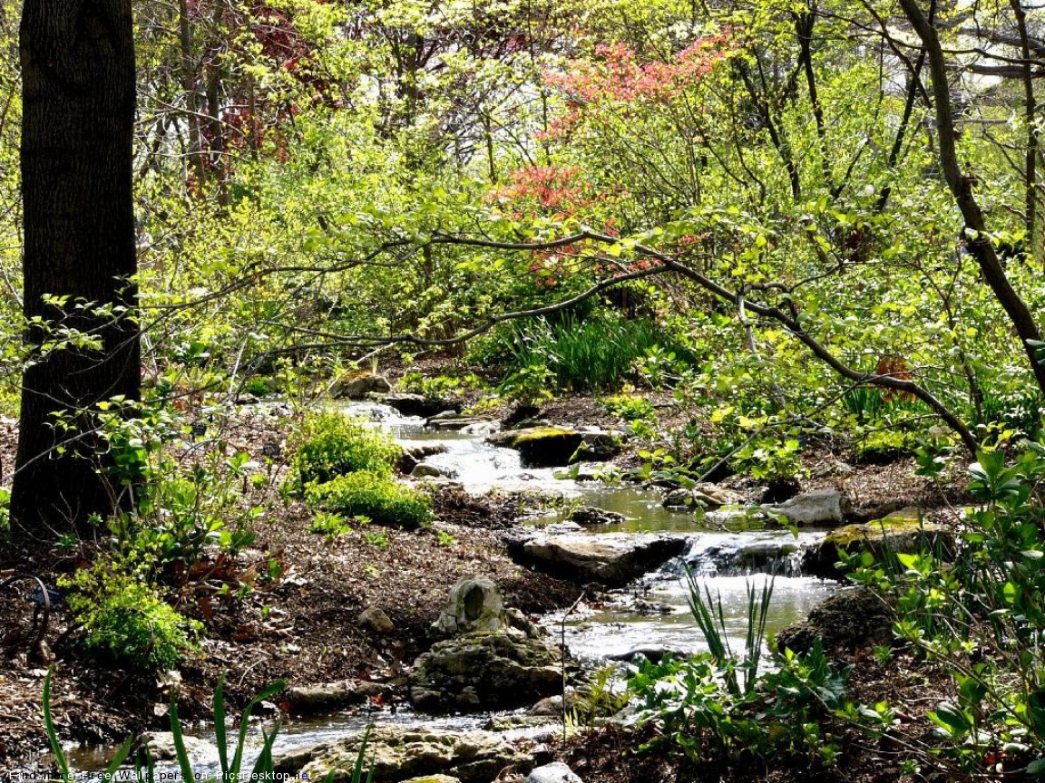 Ручей корень. Ручей. Весенний лес с ручьем. Ручьи весной. Ручей в лесу анимация.