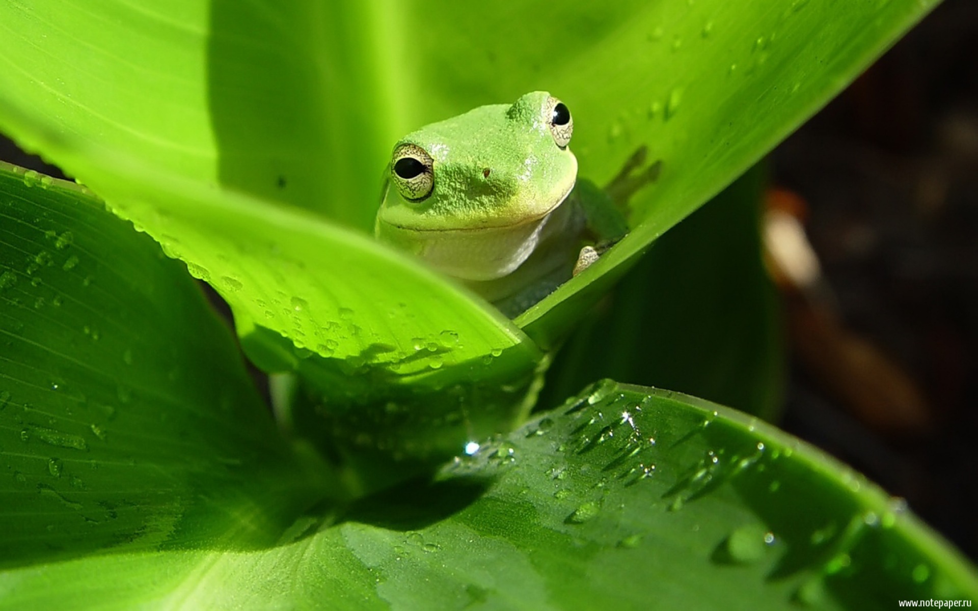 Зеленые картинки. Лягушка хамелеон. Зеленый цвет в природе. Салатовый цвет в природе. Лягушка ярко зеленого цвета.