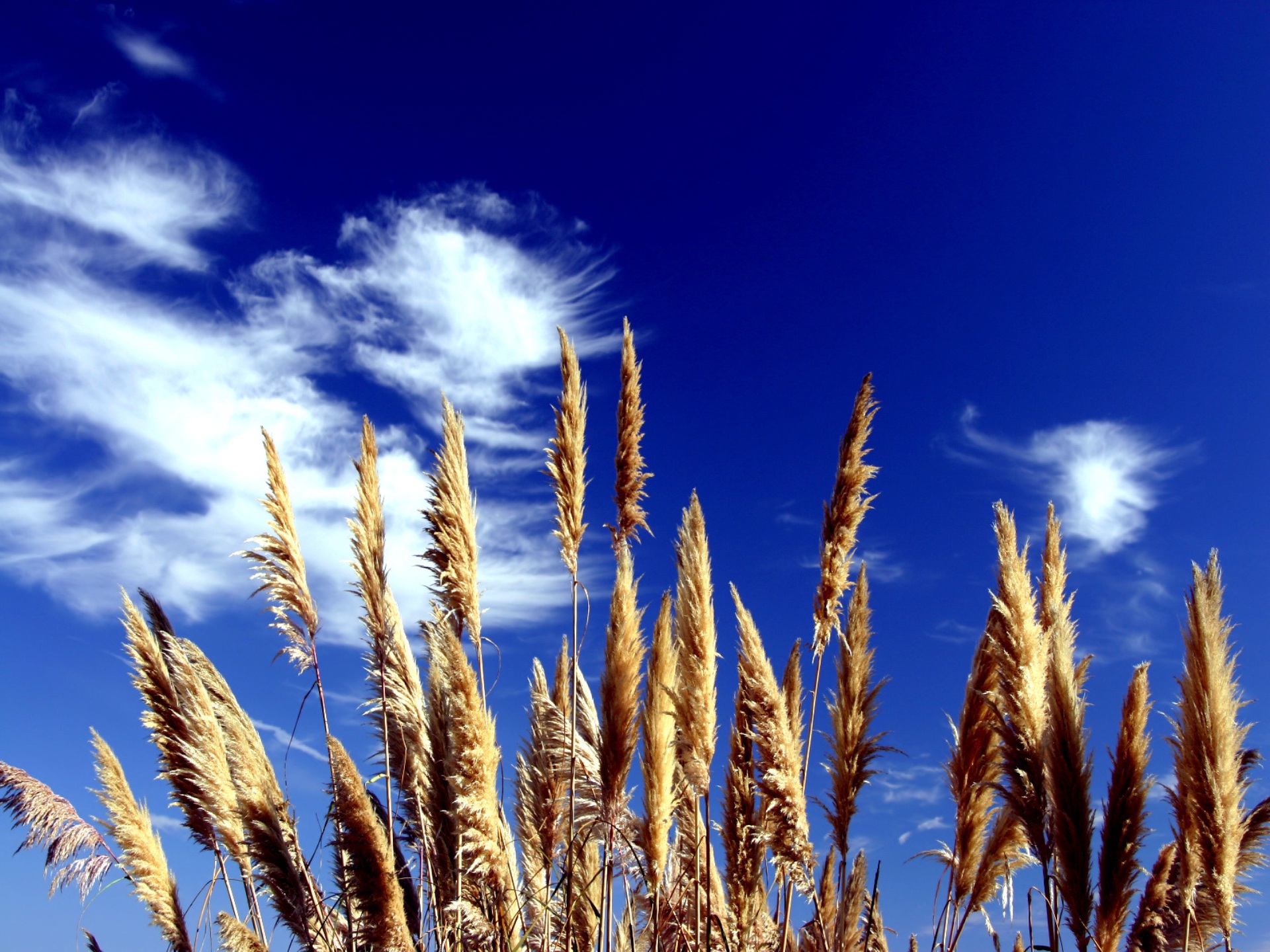 Поли жито. Поле пшеницы. Колосья пшеницы. Пшеница и голубое небо. Пшеничное поле и голубое небо.