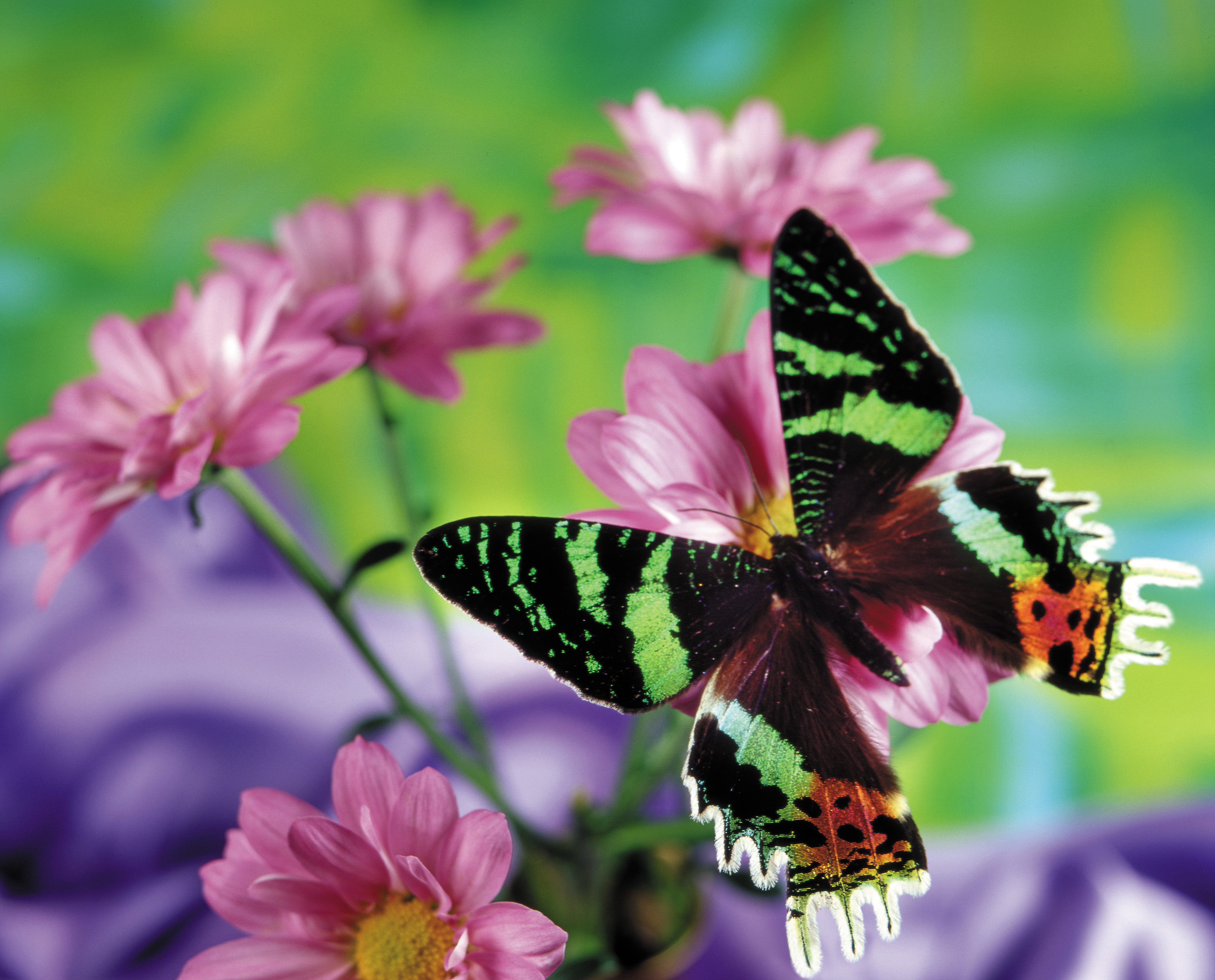 Живые бабочки с цветами. Бабочка на цветке. Яркие бабочки. Бабочки в цветах. Красивые бабочки.