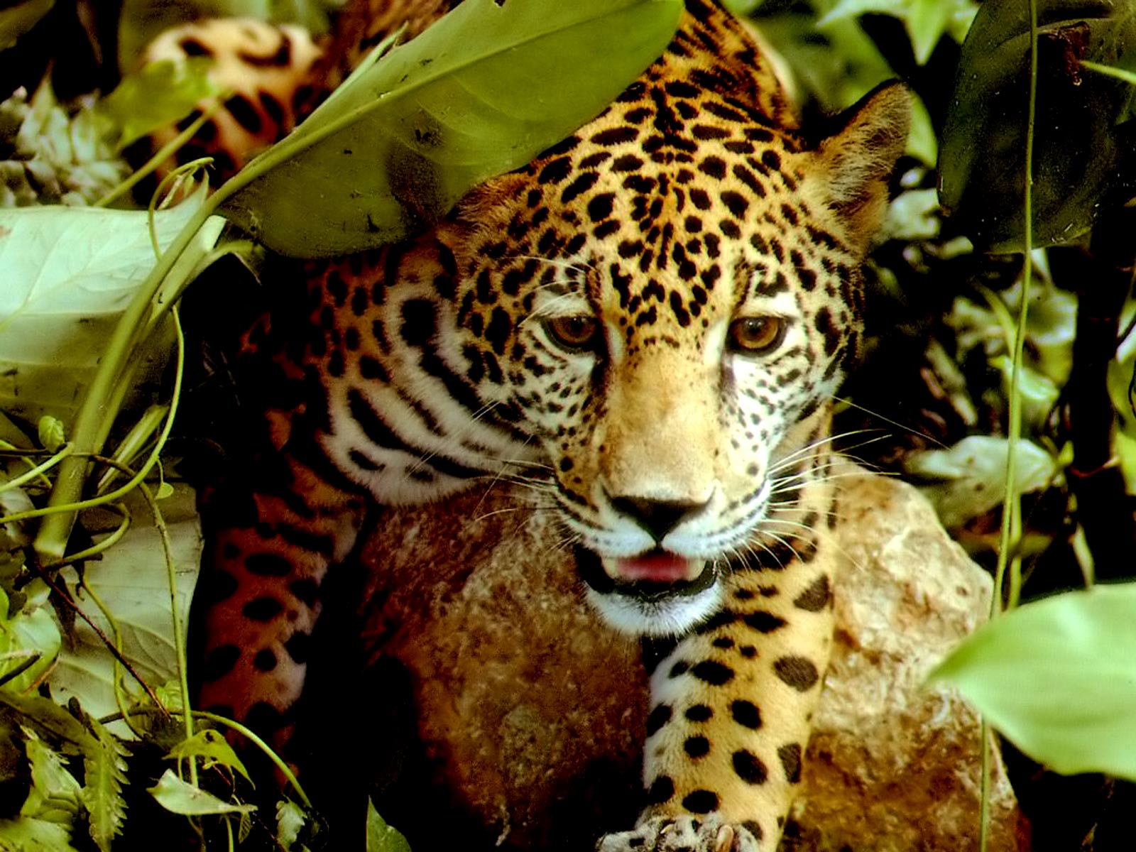 Животные амазонии. Амазонский Ягуар. Ягуар в Амазонии. Леопард в субтропиках. Ягуар тропического леса.