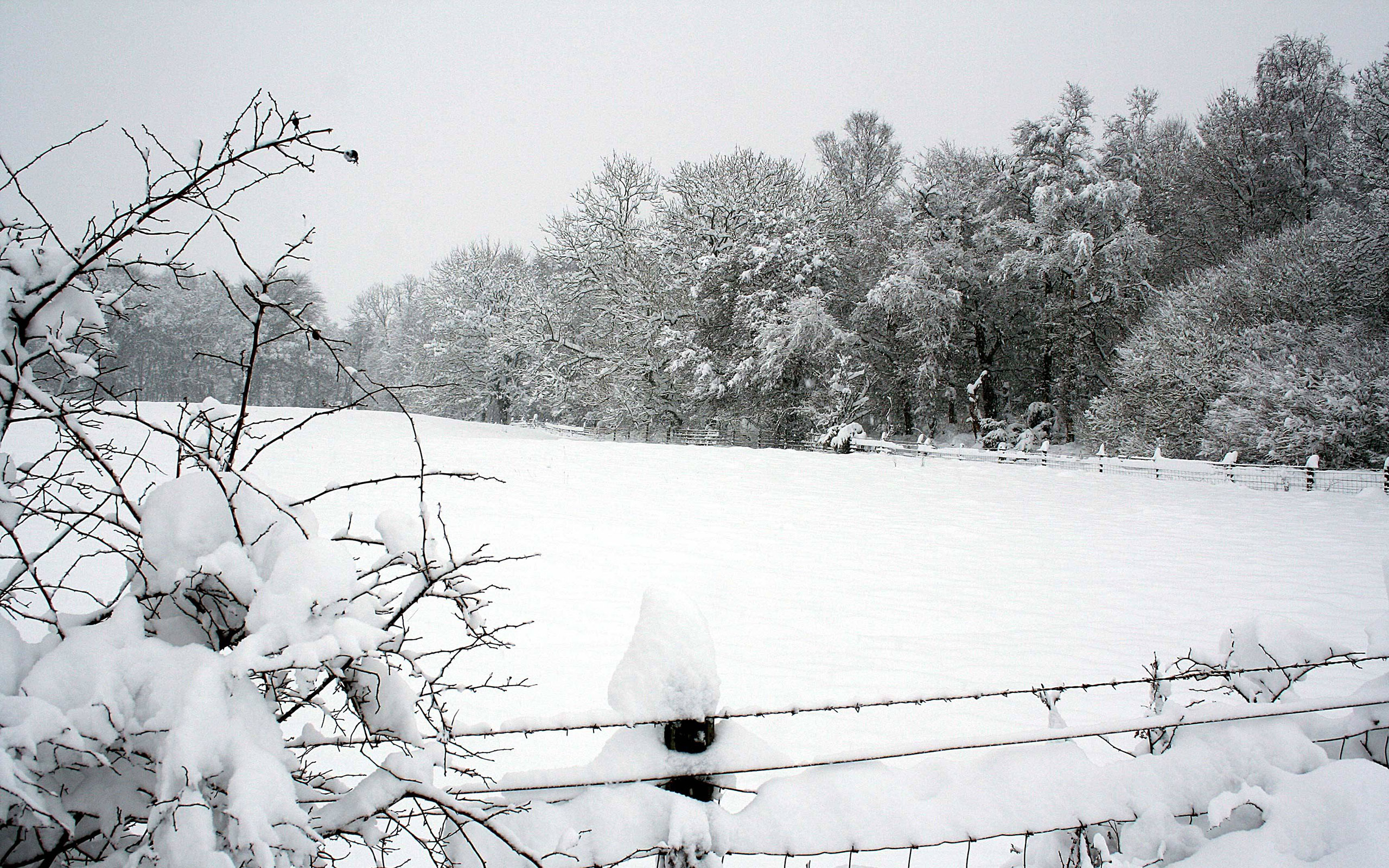 Снежок укрыл. Зимнее поле. Снег поле. Поле под снегом. Поле укрытое снегом.