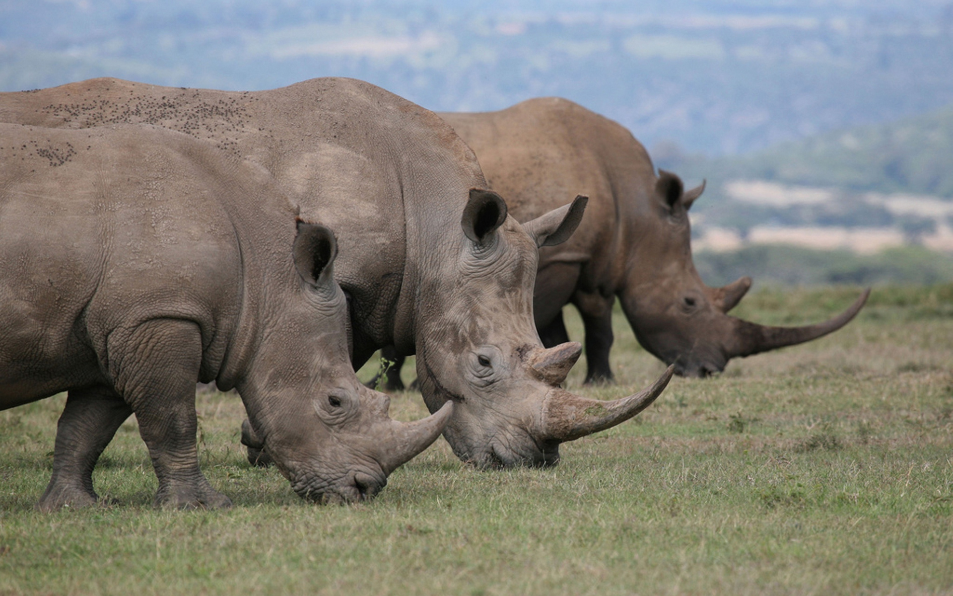 Воловьи птицы и носорог тип. Носорог в саванне. Стадо Носорогов. Семья Носорогов. Носорог фото.