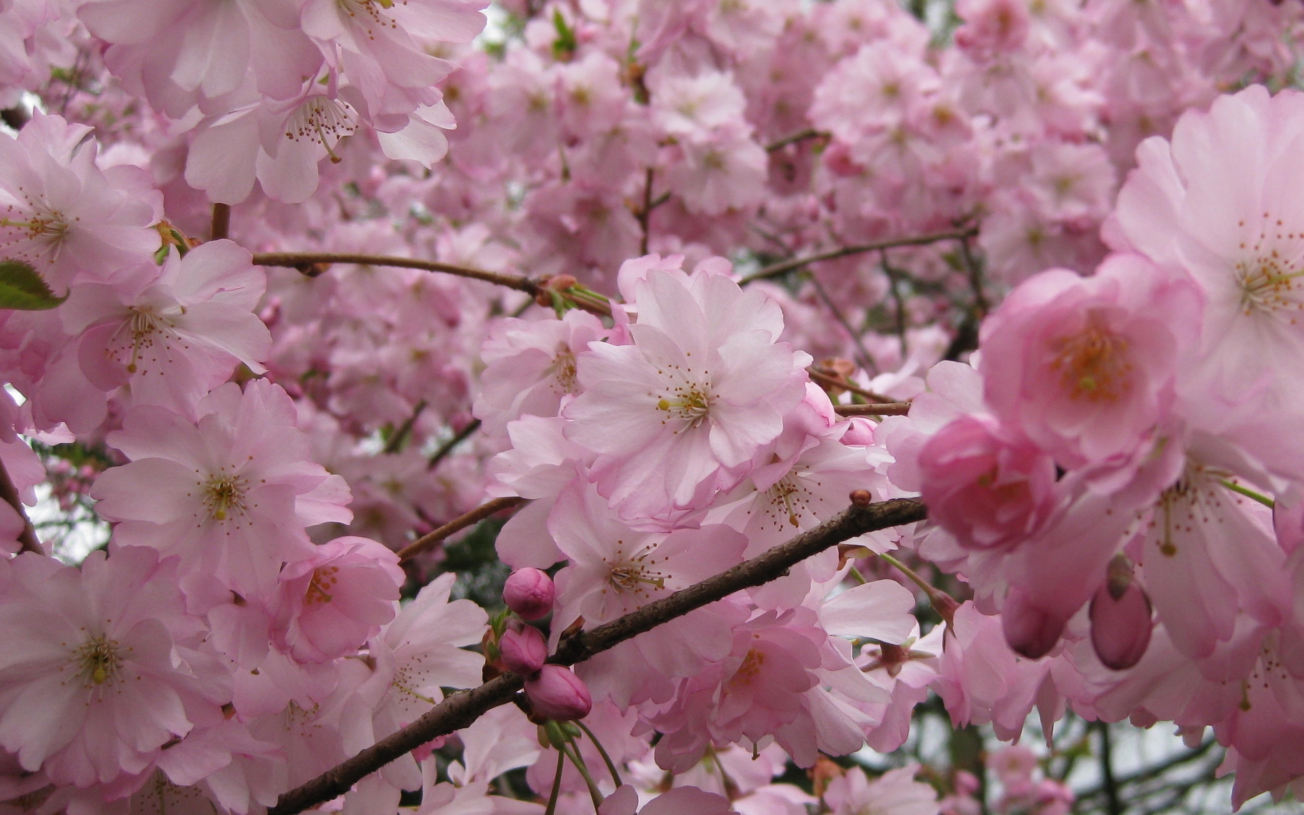 Сакура уход. Цветущее дерево. Сакура. Цветение деревьев весной. Япония Сакура.