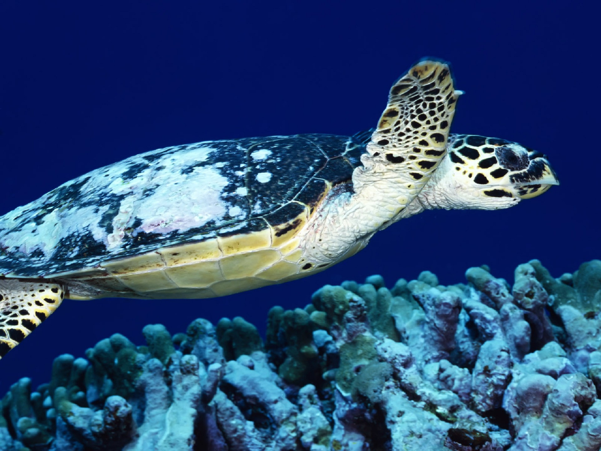 Морские обитатели морская черепаха. Морские жители. Животные океана. Морская черепаха. Подводные обитатели.
