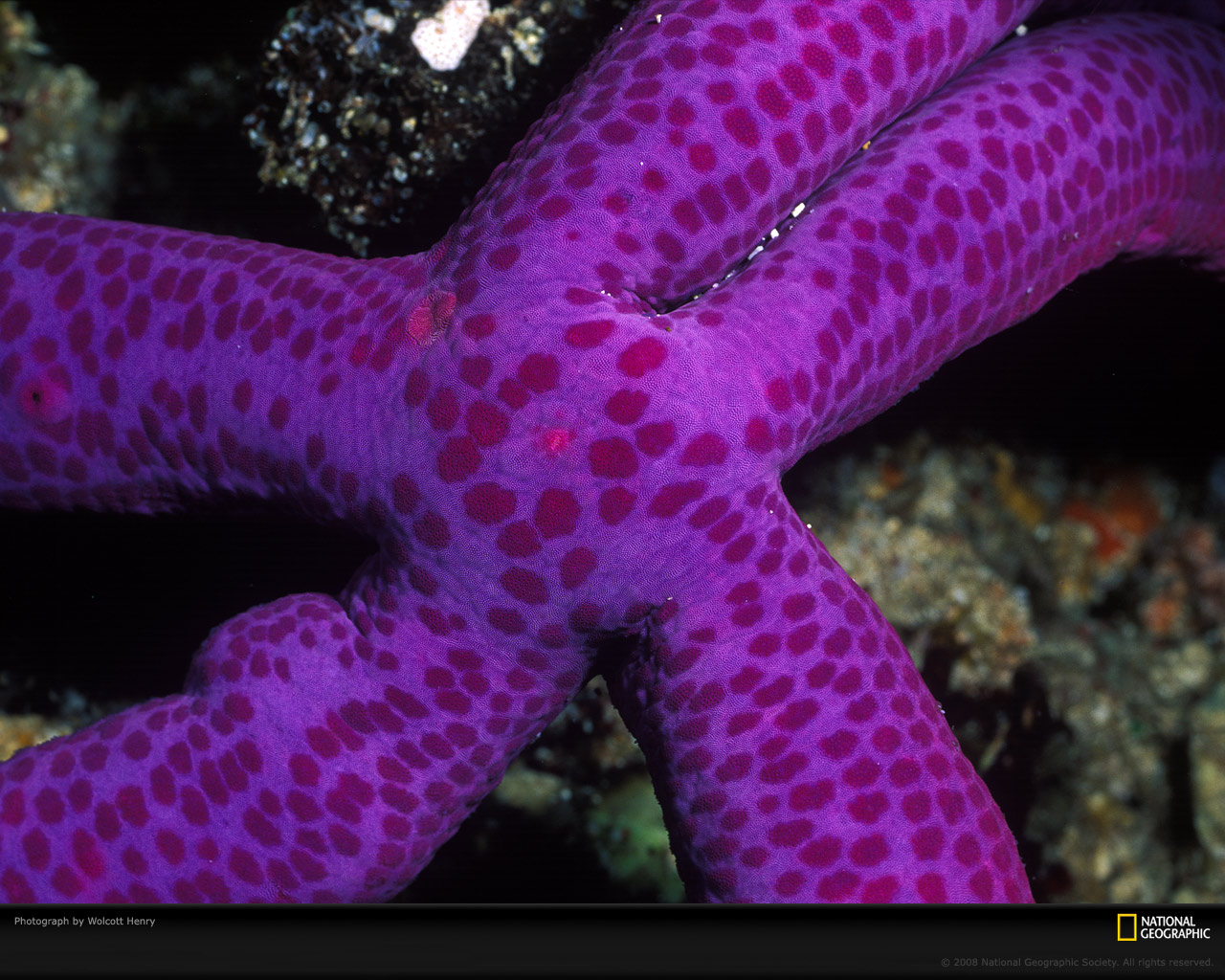 Фиолетовая морская звезда. Морская звезда фото. Лиловая морская звезда. Морская звезда фиолетового цвета.