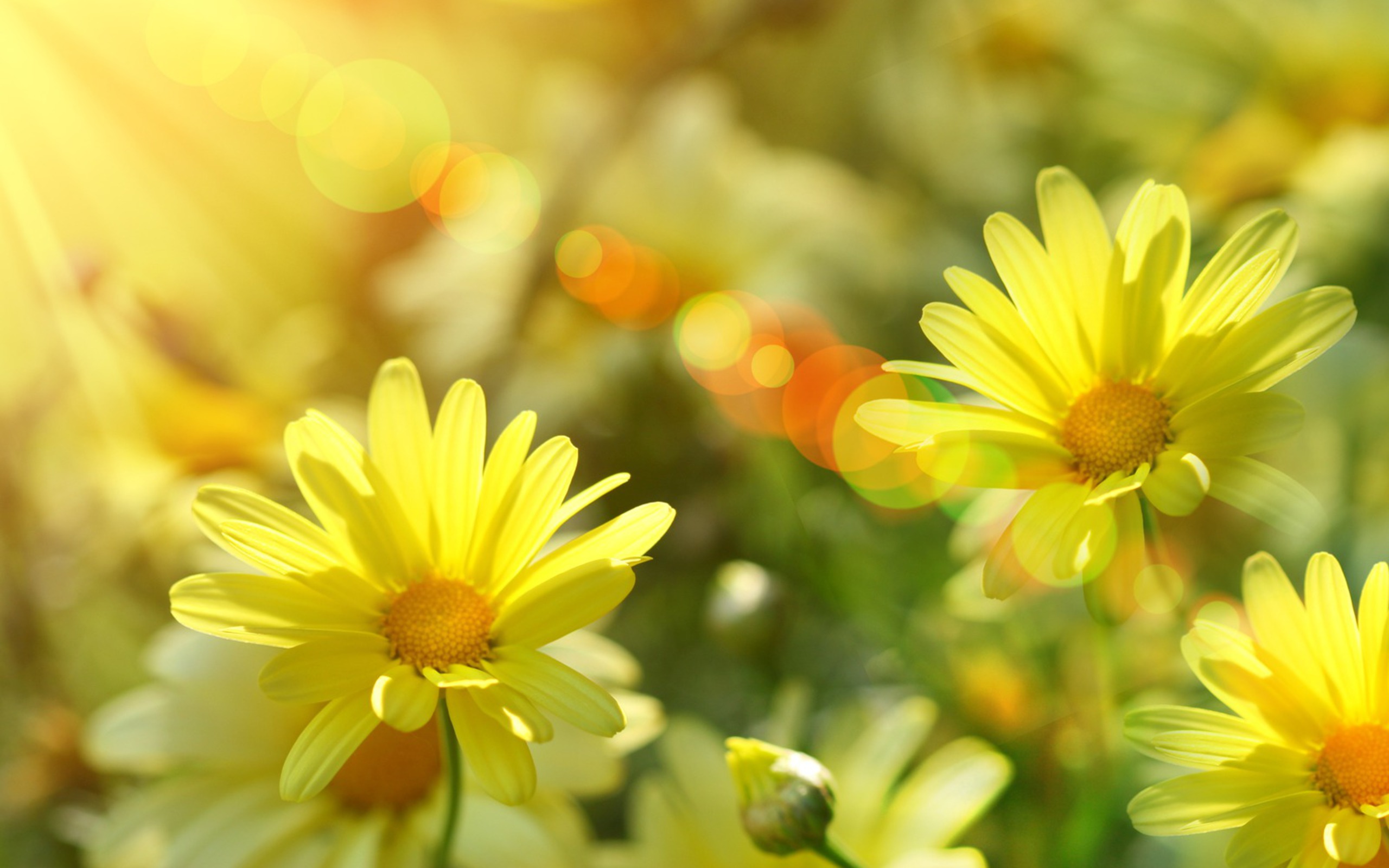 Открытка с добрым утром солнце. Солнечный цветок. Цветы и солнце. Солнечный день. Цветы в лучах солнца.