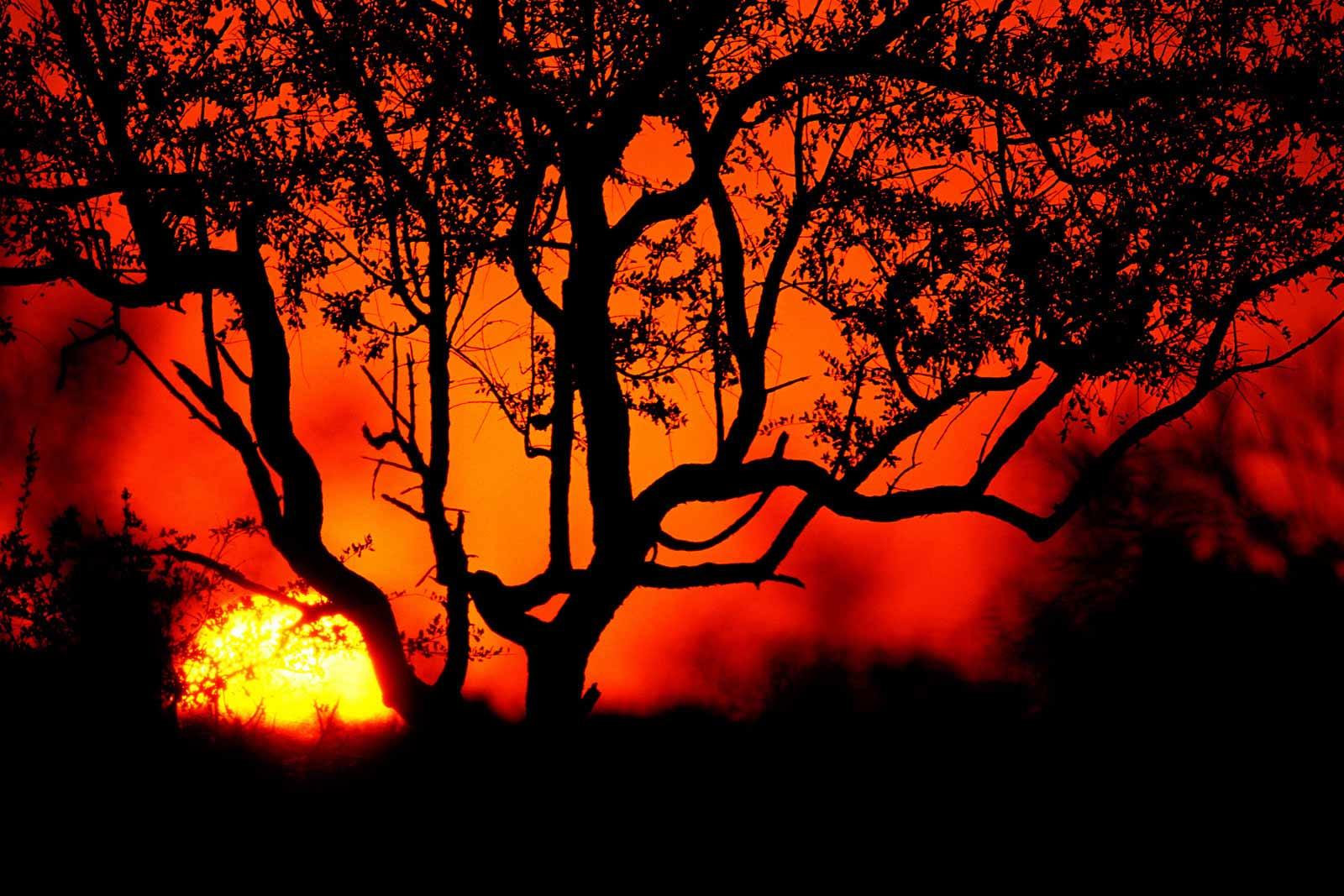 Червонное дерево заката сквозь гущу