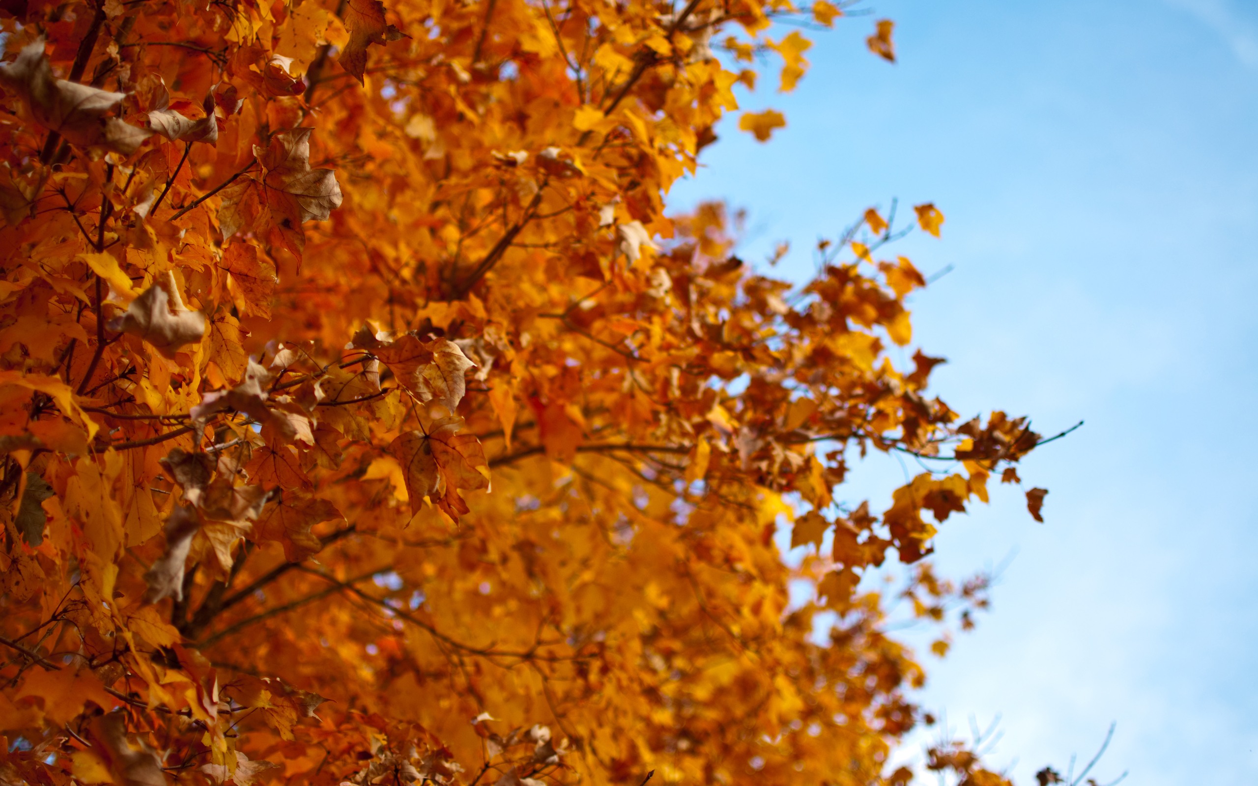 Слова как листья на дереве. Осенние листья деревьев. Фото осенних листьев. Листья осенью. Осенняя листва на дереве.