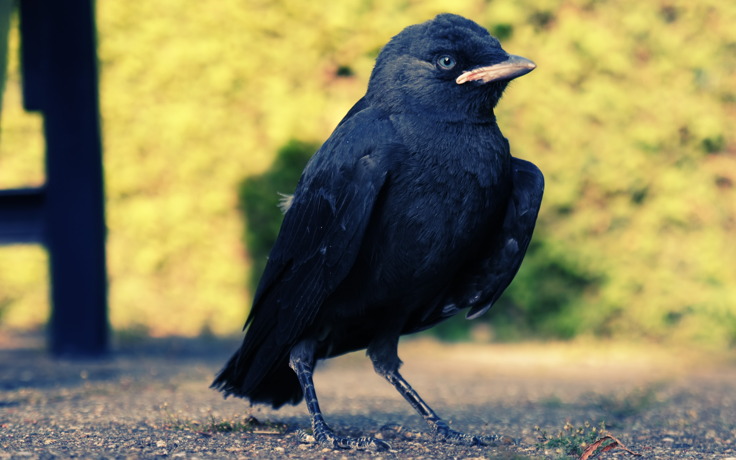 Огромные черные птицы. Блэк Бирд. Черная птица. Ворона с желтым клювом. Самая черная птица.