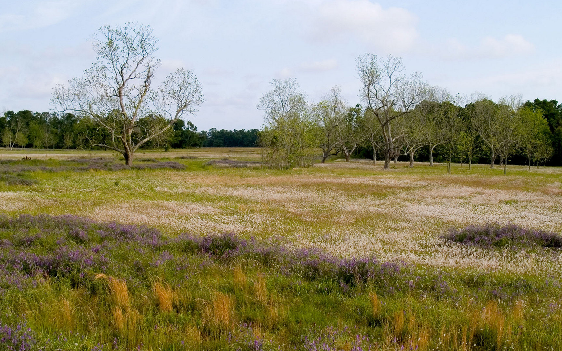Степи луга и болота. Весеннее поле. Ранний весенний луг. Поле весной. Апрельское поле.