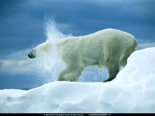 National Geographic Wallpapers (128 обоев)