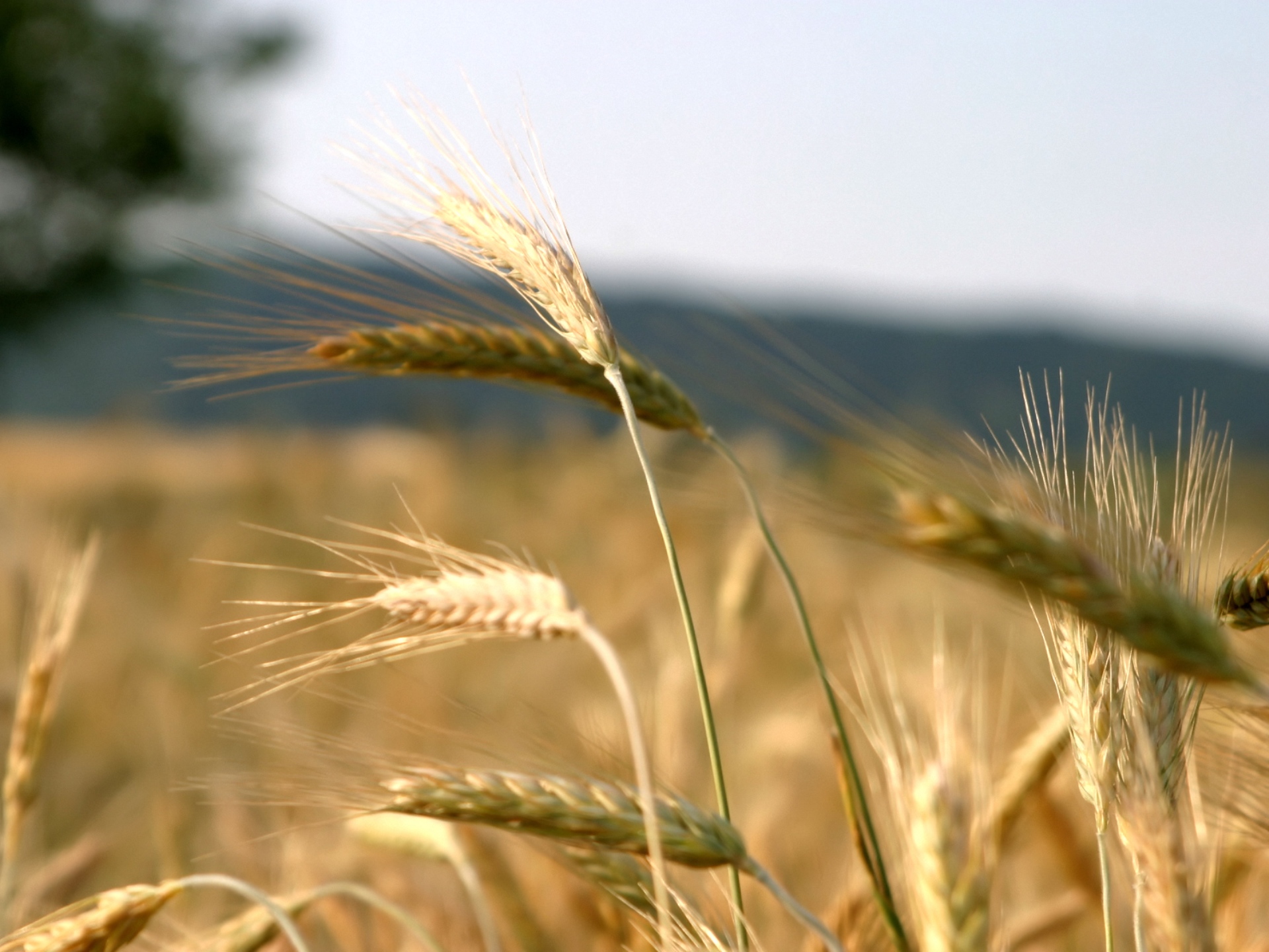 В тишине полей наливаются золотом колосья. Колоски рожь и пшеница. Рожь колосится. Поле с колосьями. Колосья пшеницы.