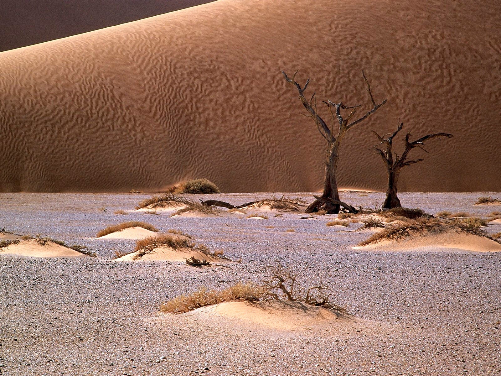Море на сотни миль вокруг казалось пустынным. Инсталляция «дыхание пустыни». Пустыня песок. Засохшее дерево в пустыне.