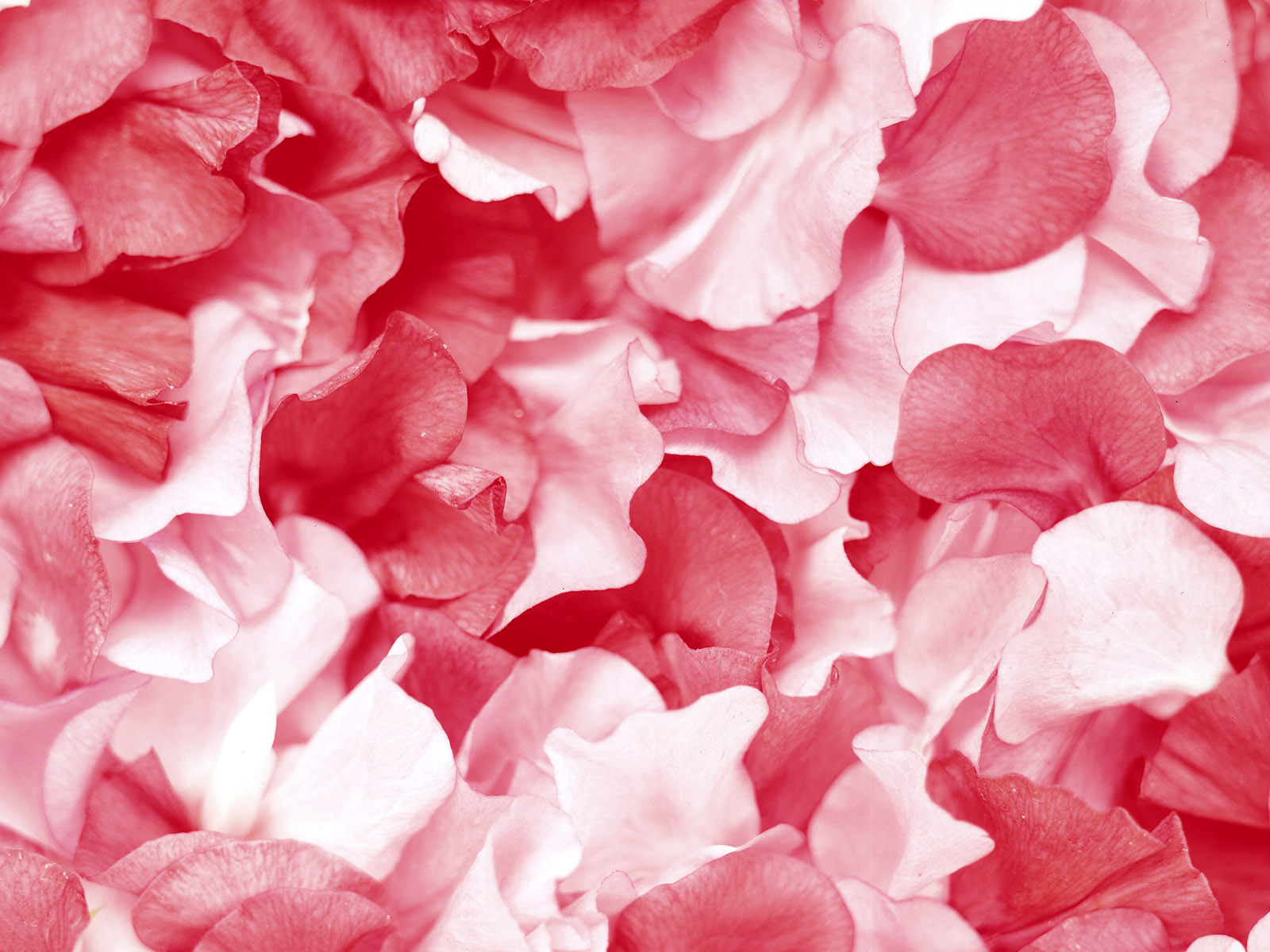 Розовый белый видео. Розовые лепестки. Цветочный фон. Розовые цветы. Текстура цветы.