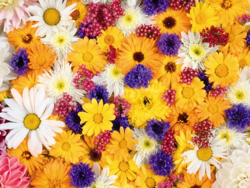 40 Beautiful Flowers HQ Wallpapers (35 обоев)