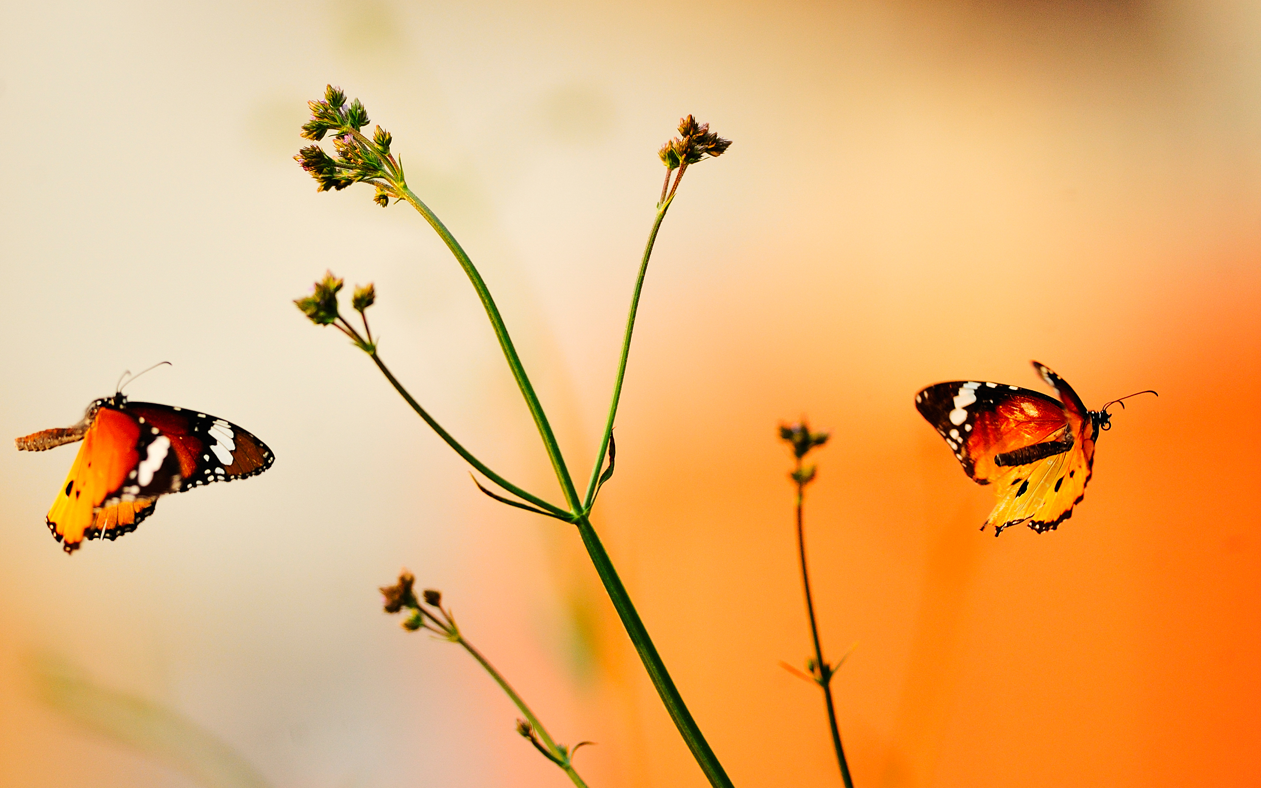 На цветок летит мотылек. Бабочки летают. Обои на рабочий стол бабочки. Полет бабочки. Порхающие бабочки.