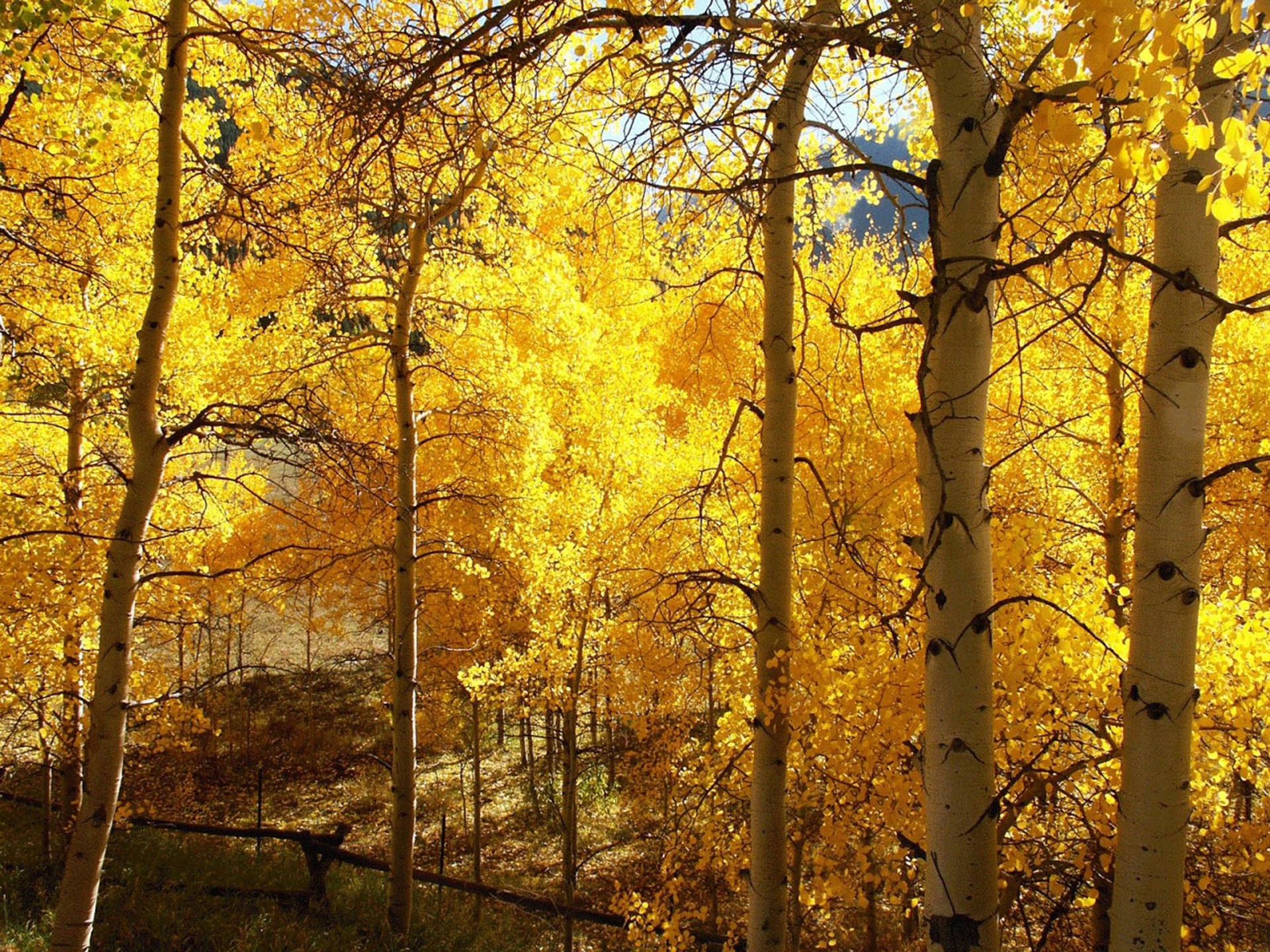 В парк пришла осень. Золотая осень. Красивая осень. Осенний лес. Ранняя осень.