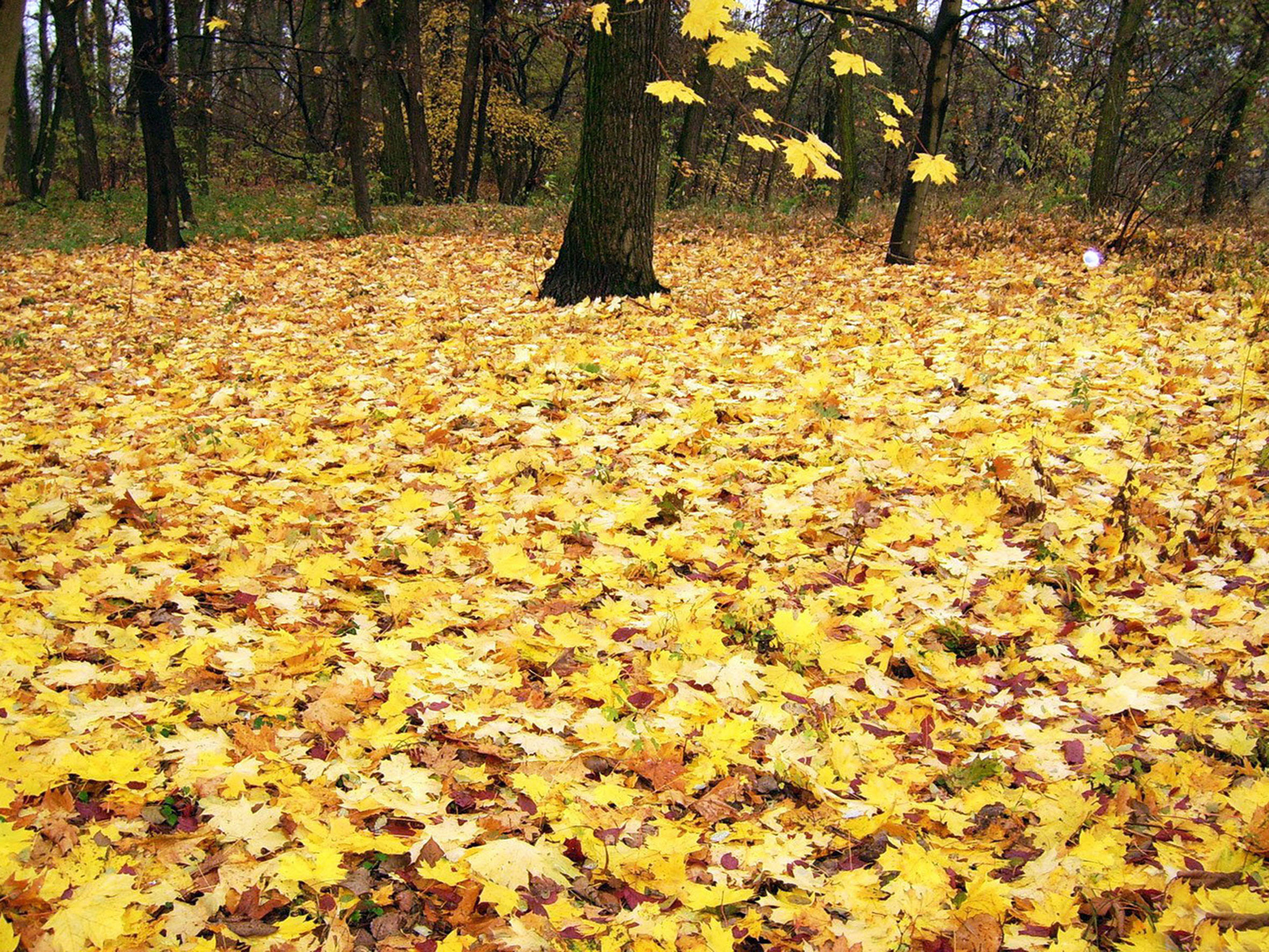 Фрагмент осени. Опавшая листва. Осенние листья на земле. Желтые листья на земле. Осенний листопад.