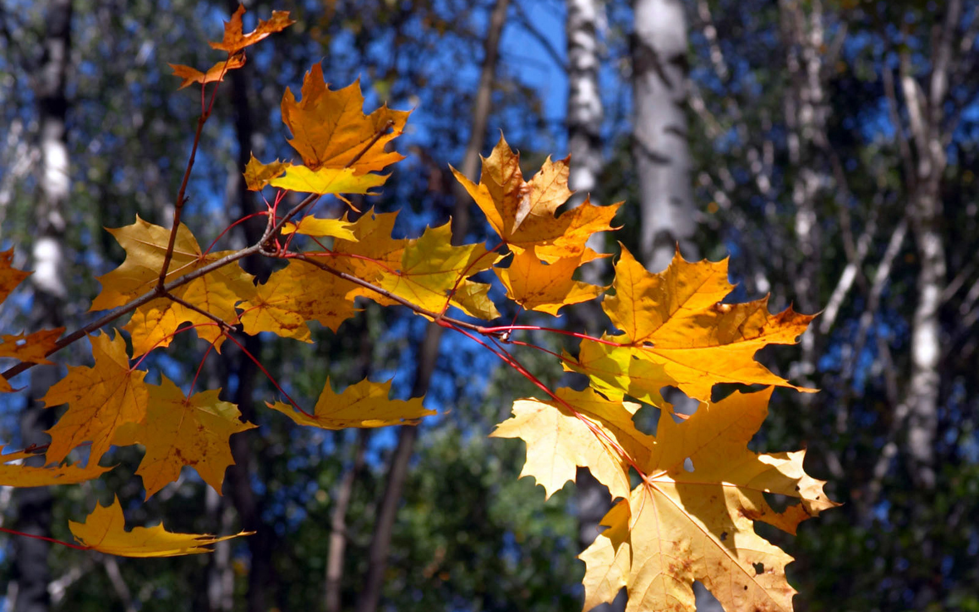 Текст грустит кленовая. Осень. Осенний клен. Кленовый листопад. Листья березы и клена осенью.