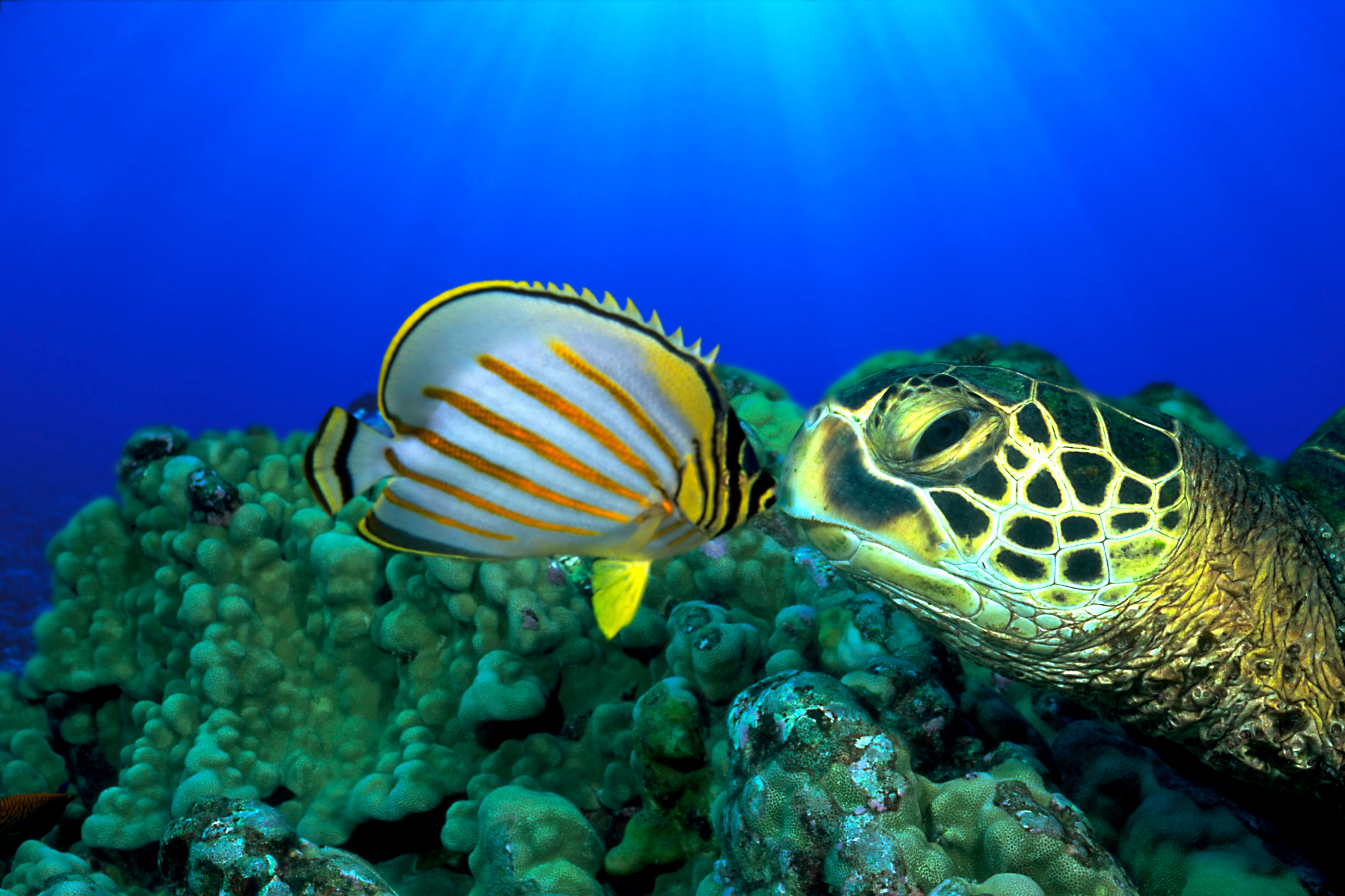 Рыбы морская черепаха. Карибское море обитатели Карибского моря. Морские жители. Подводные животные. Подводные обитатели океана.
